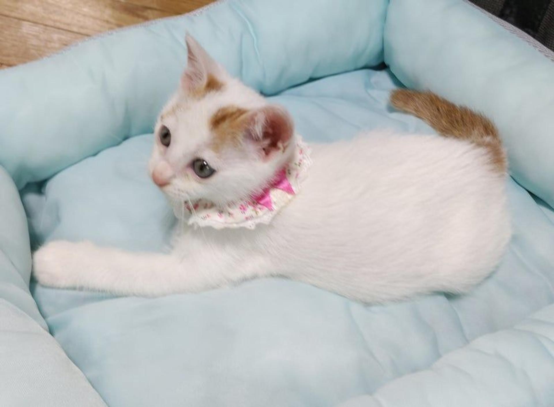 pet-image-3