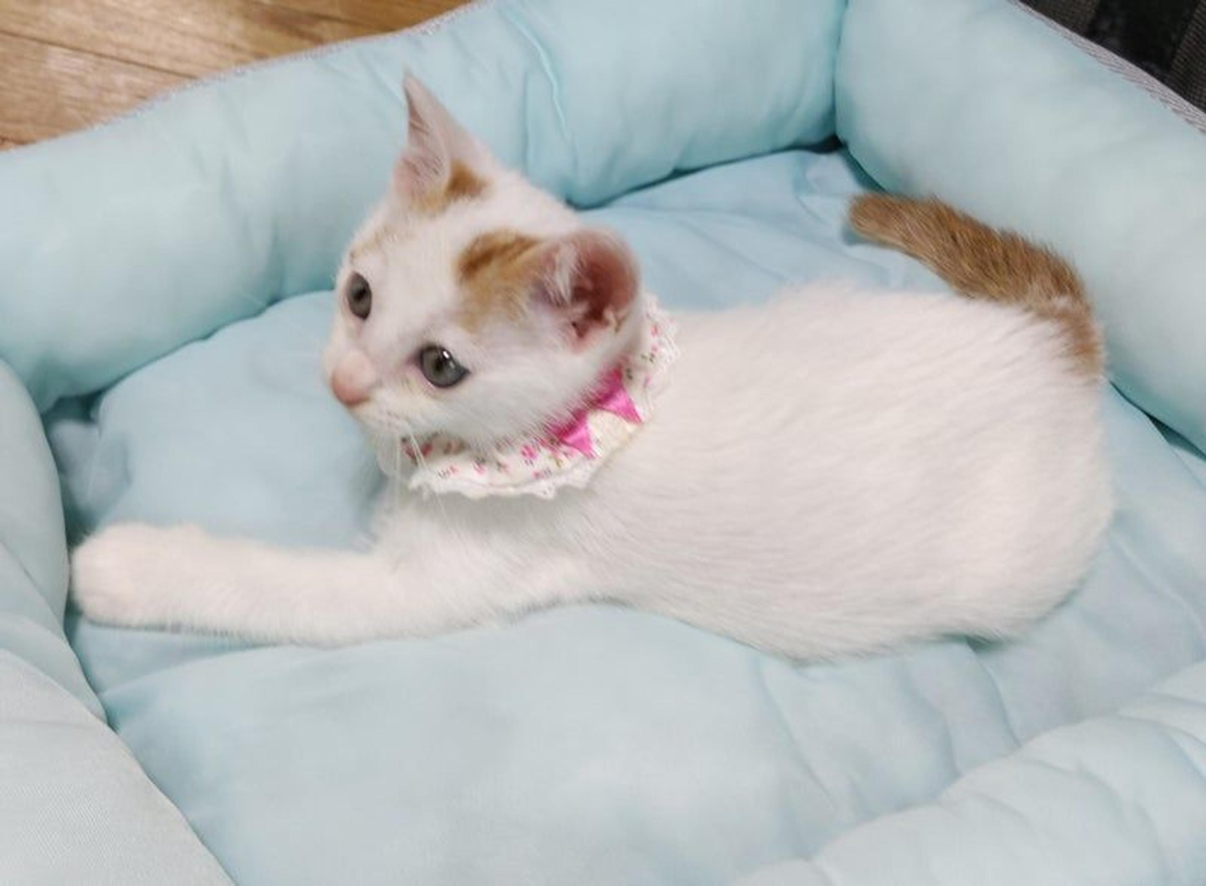 pet-image-3