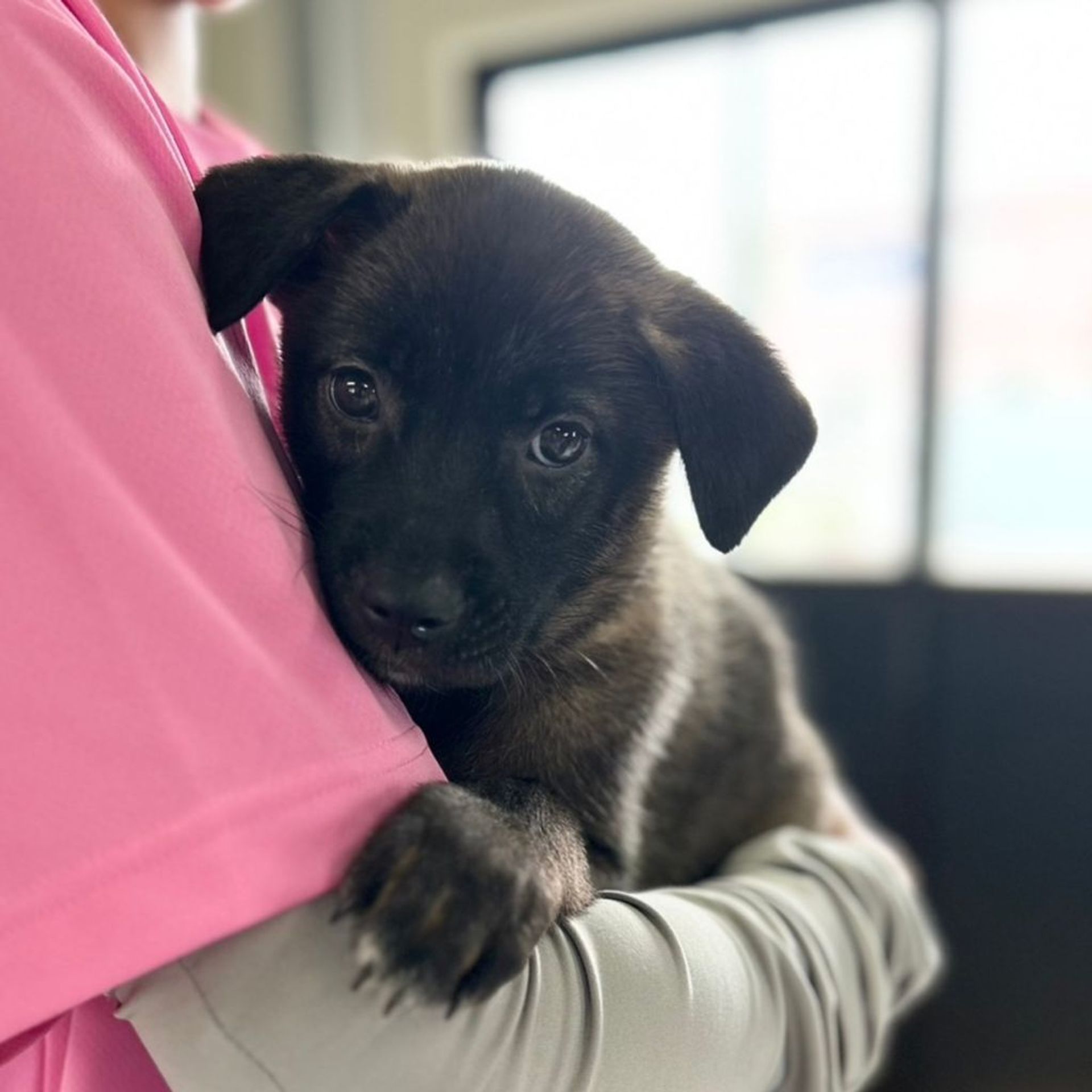 雑種（ミックス犬）・オスの里親募集の写真
