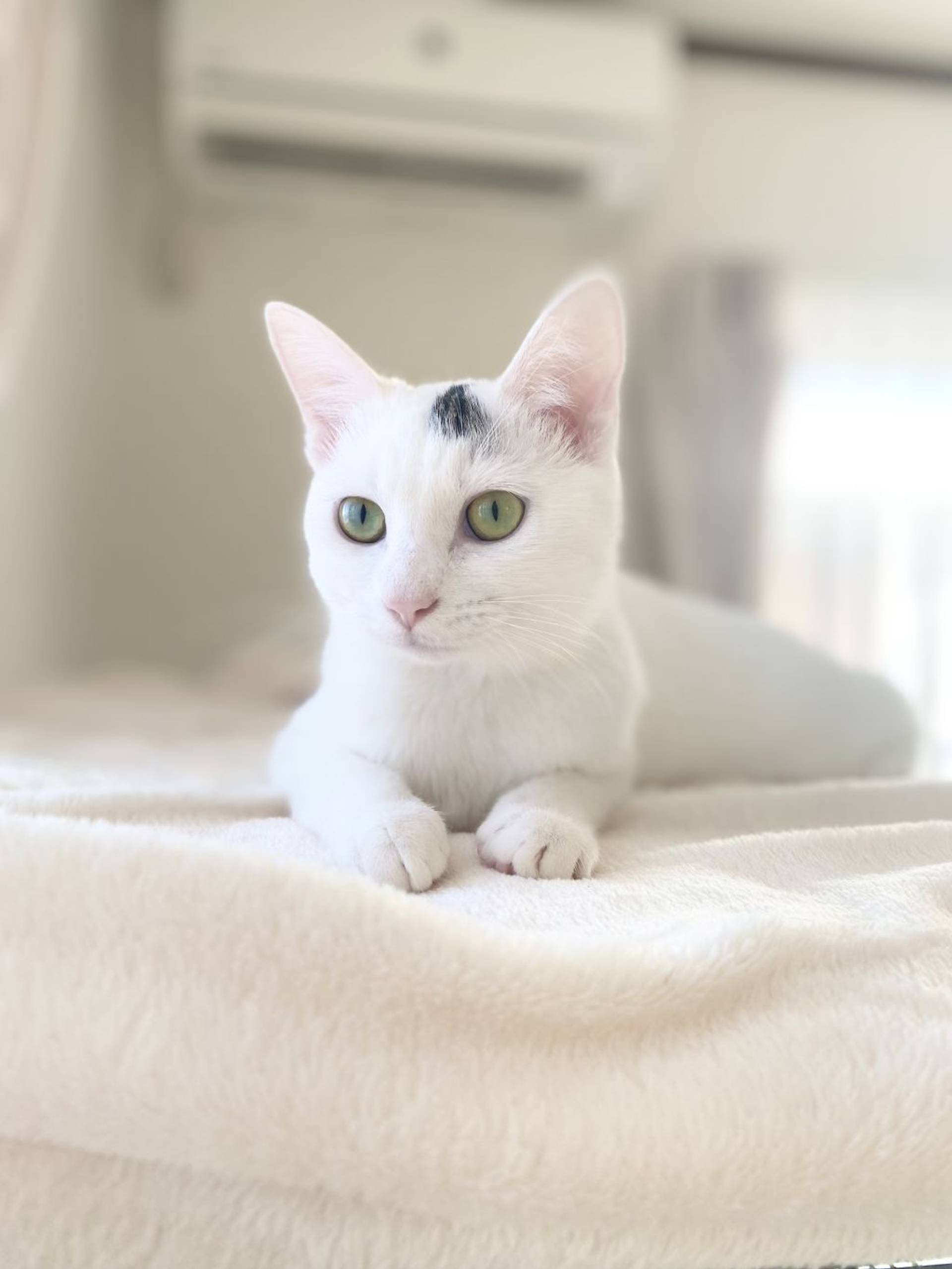 雑種（ミックス猫）・メスの里親募集の写真