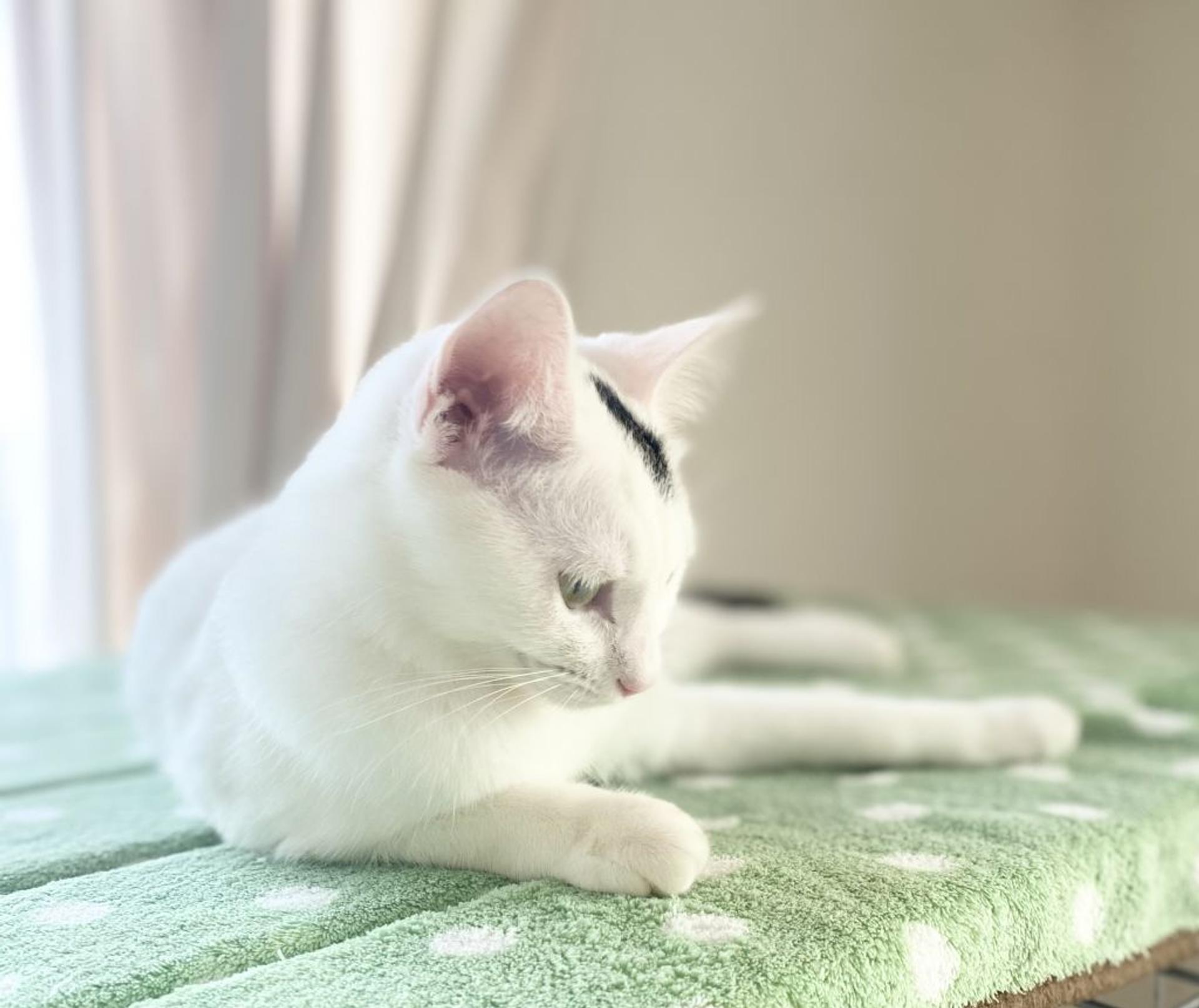 pet-image-3