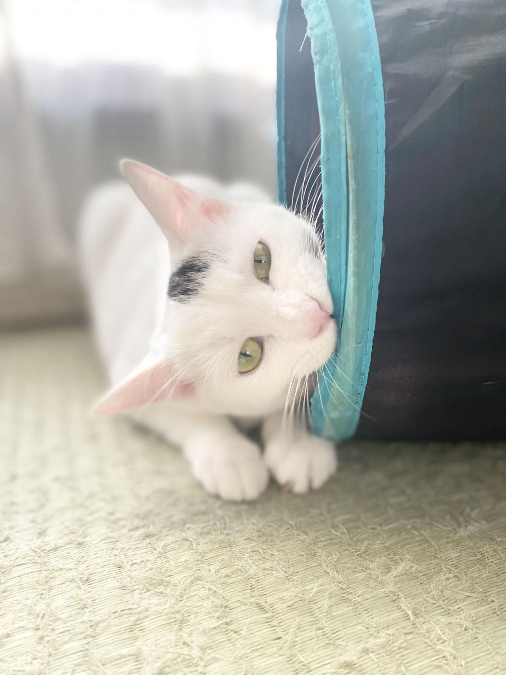 pet-image-5