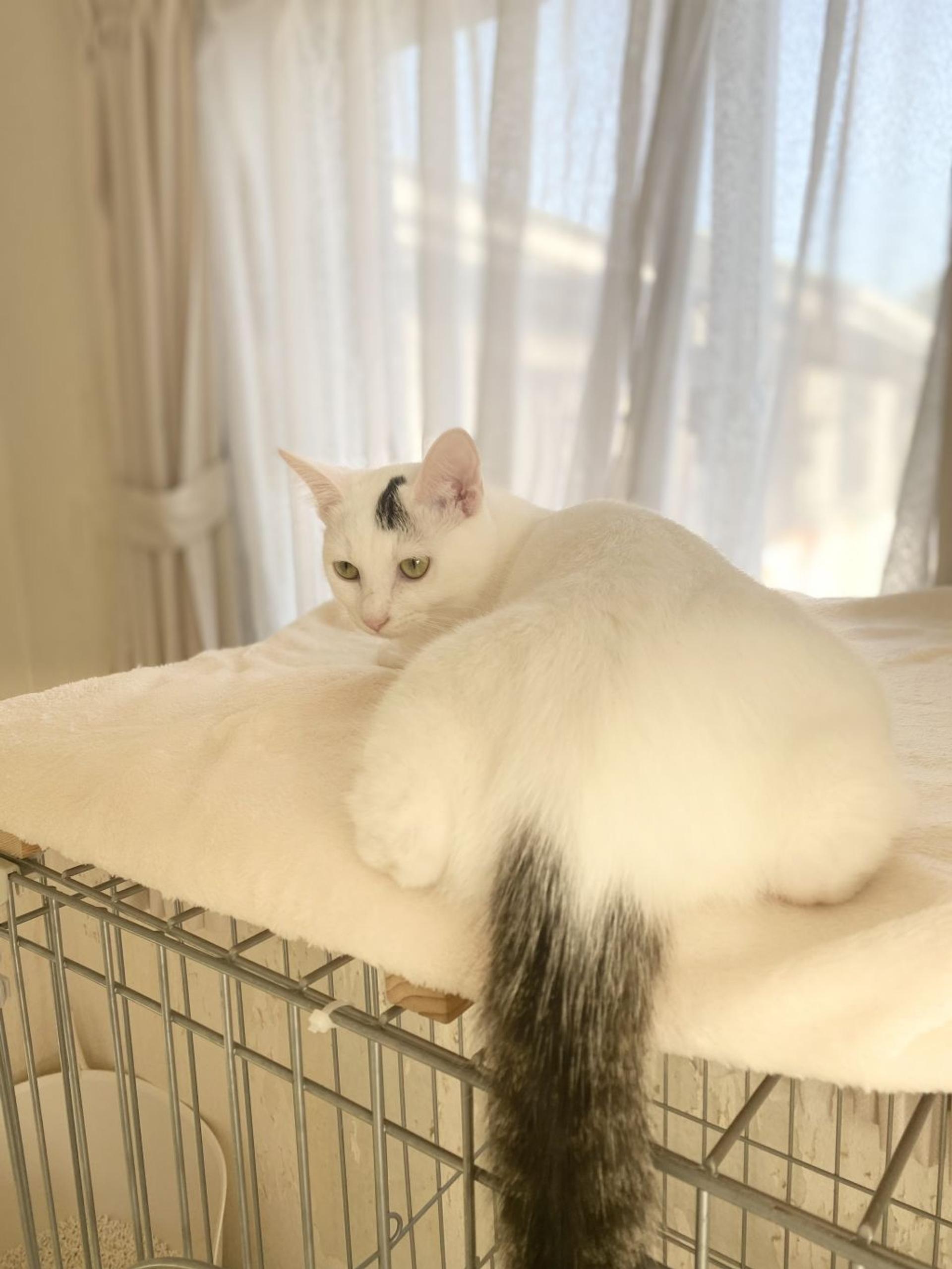 pet-image-7