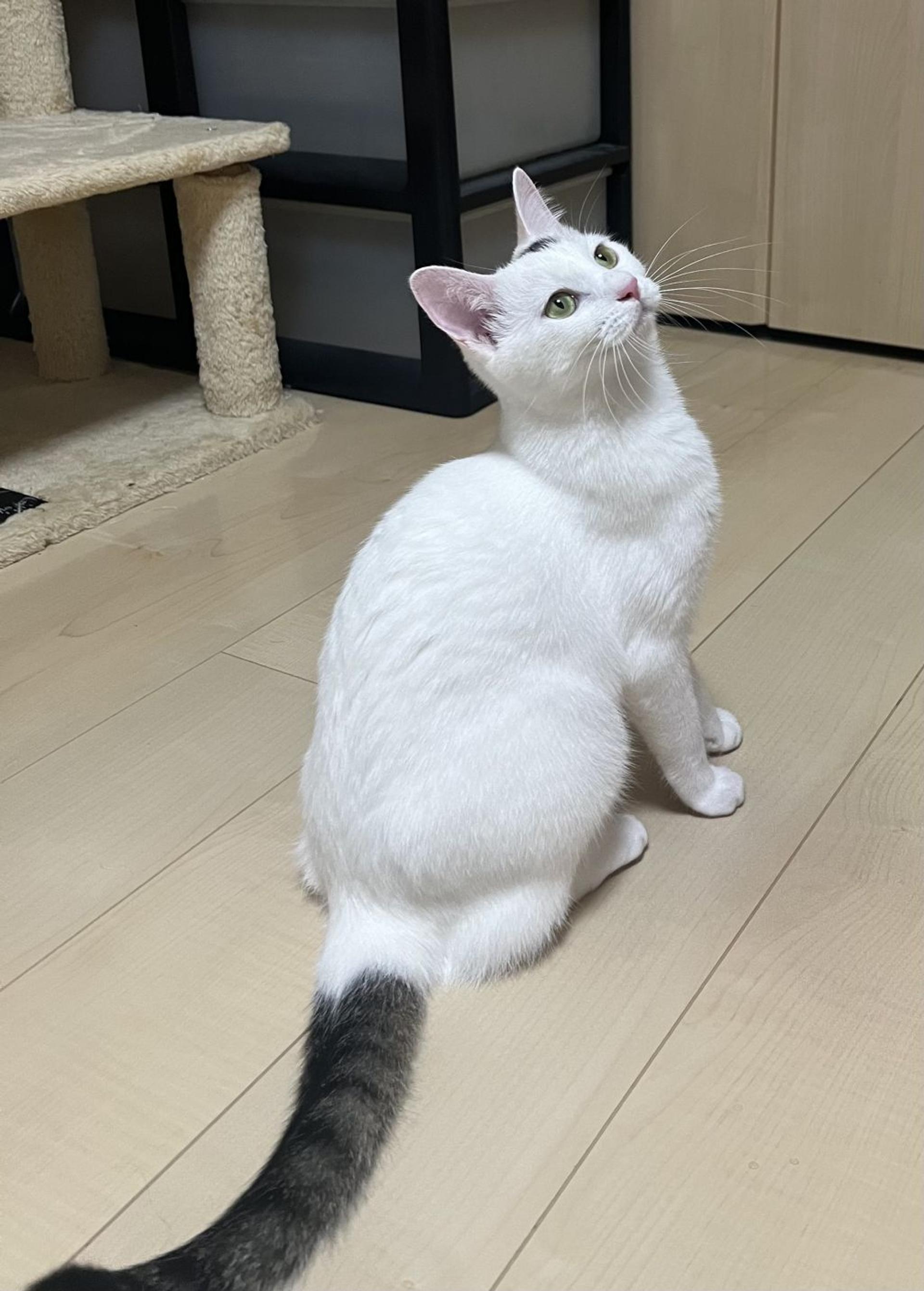 pet-image-2
