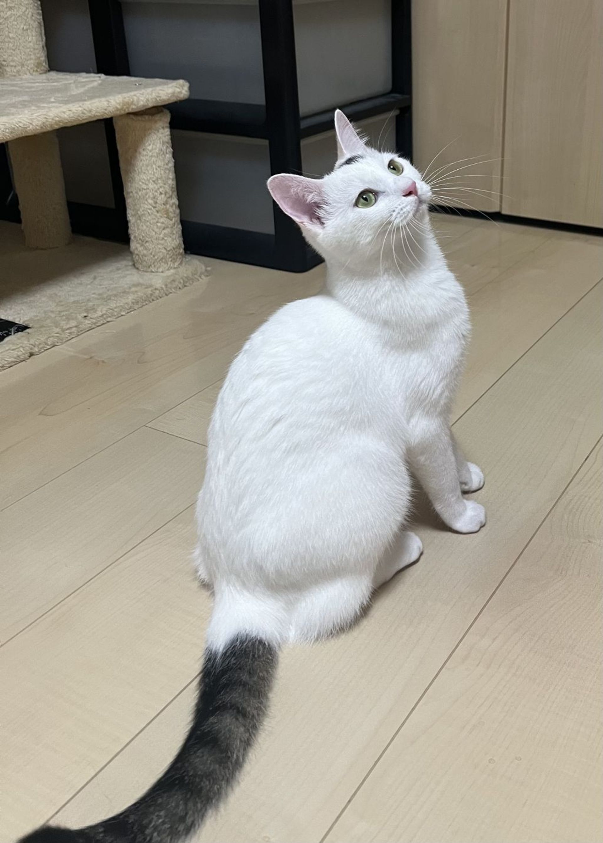 雑種（ミックス猫）・メスの里親募集の写真