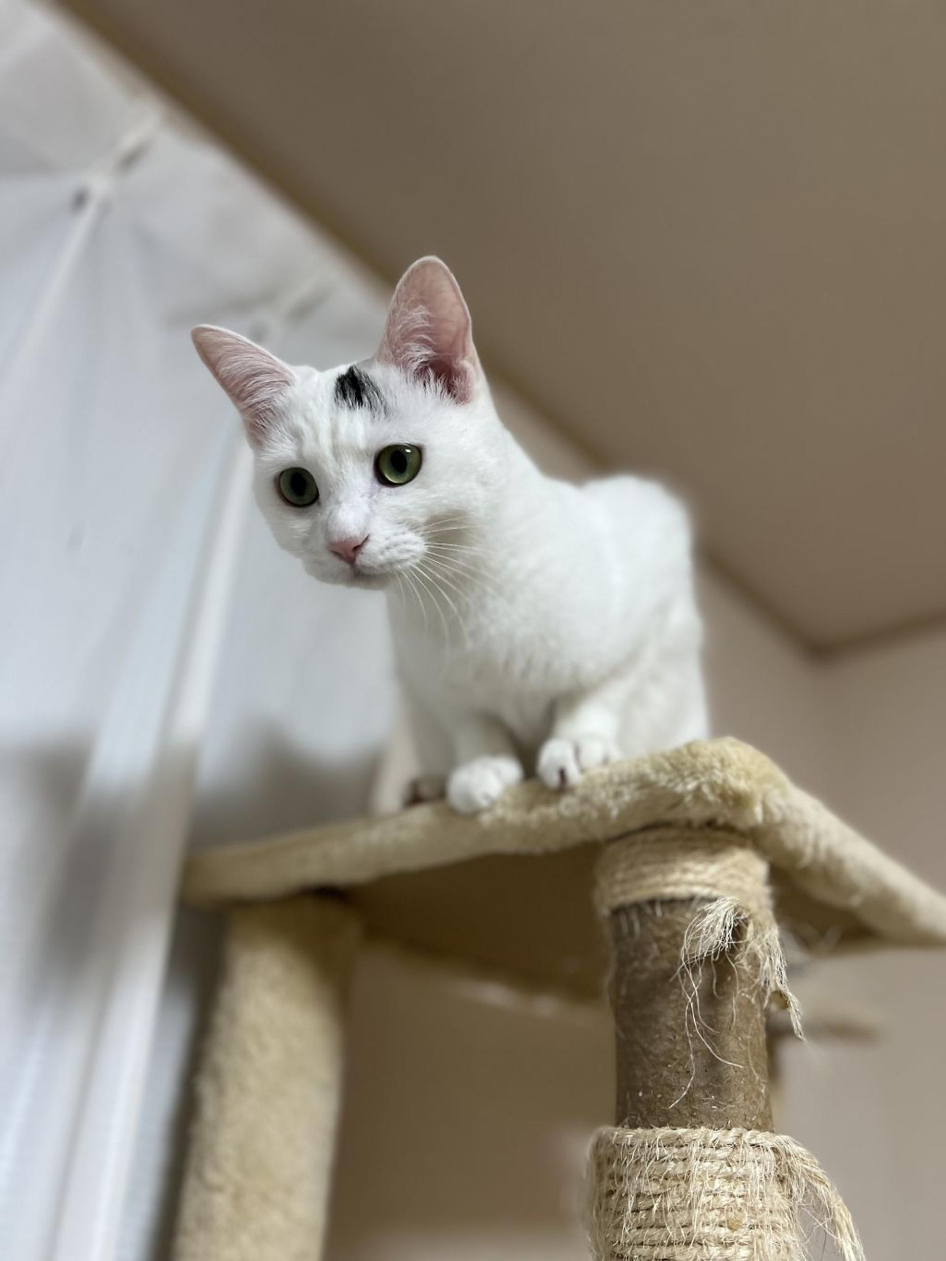 pet-image-4