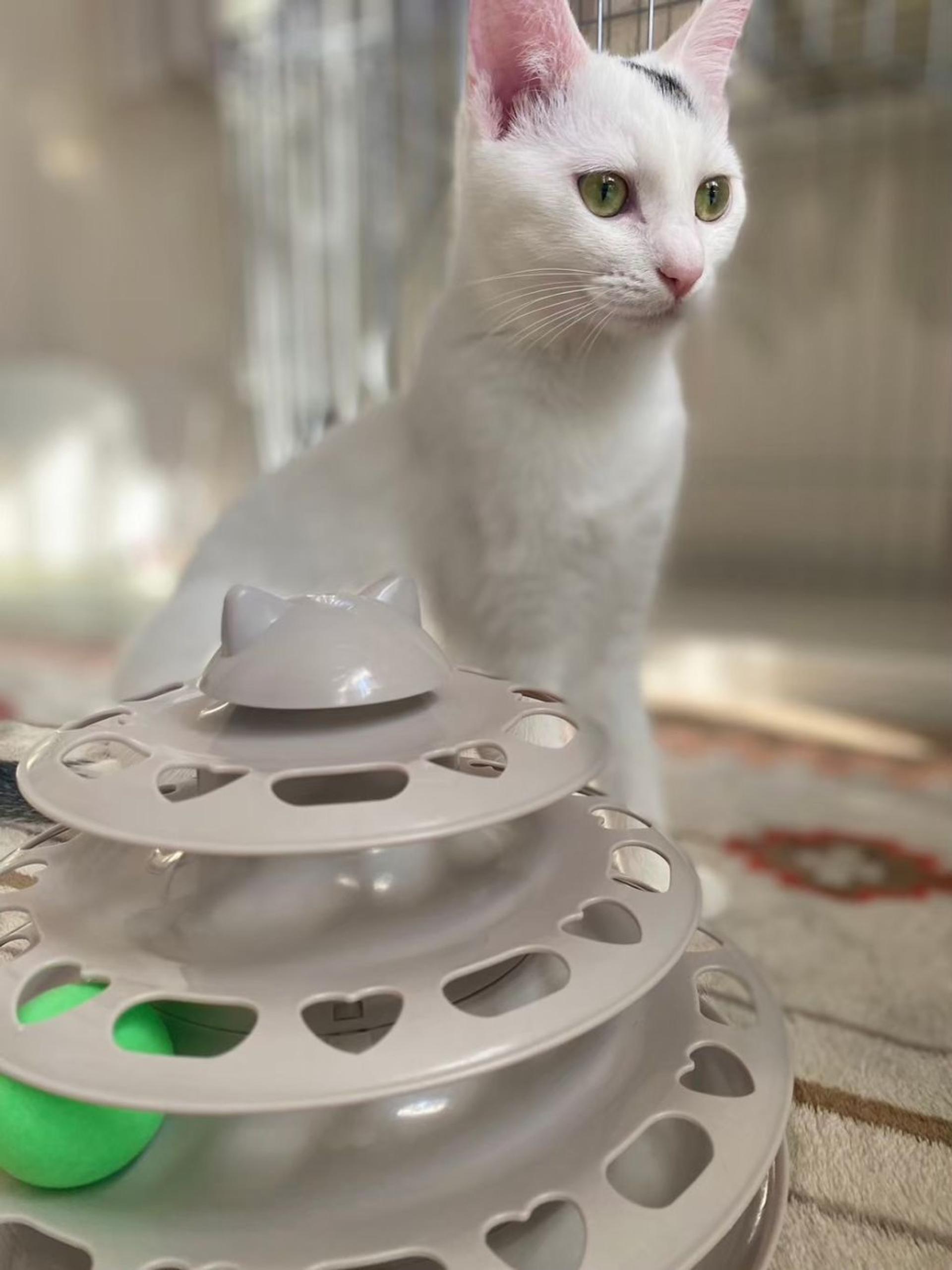 pet-image-6