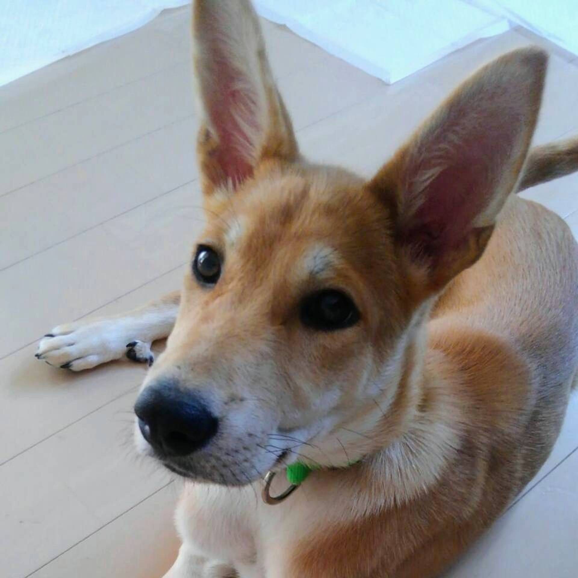 雑種（ミックス犬）・オスの里親募集の写真