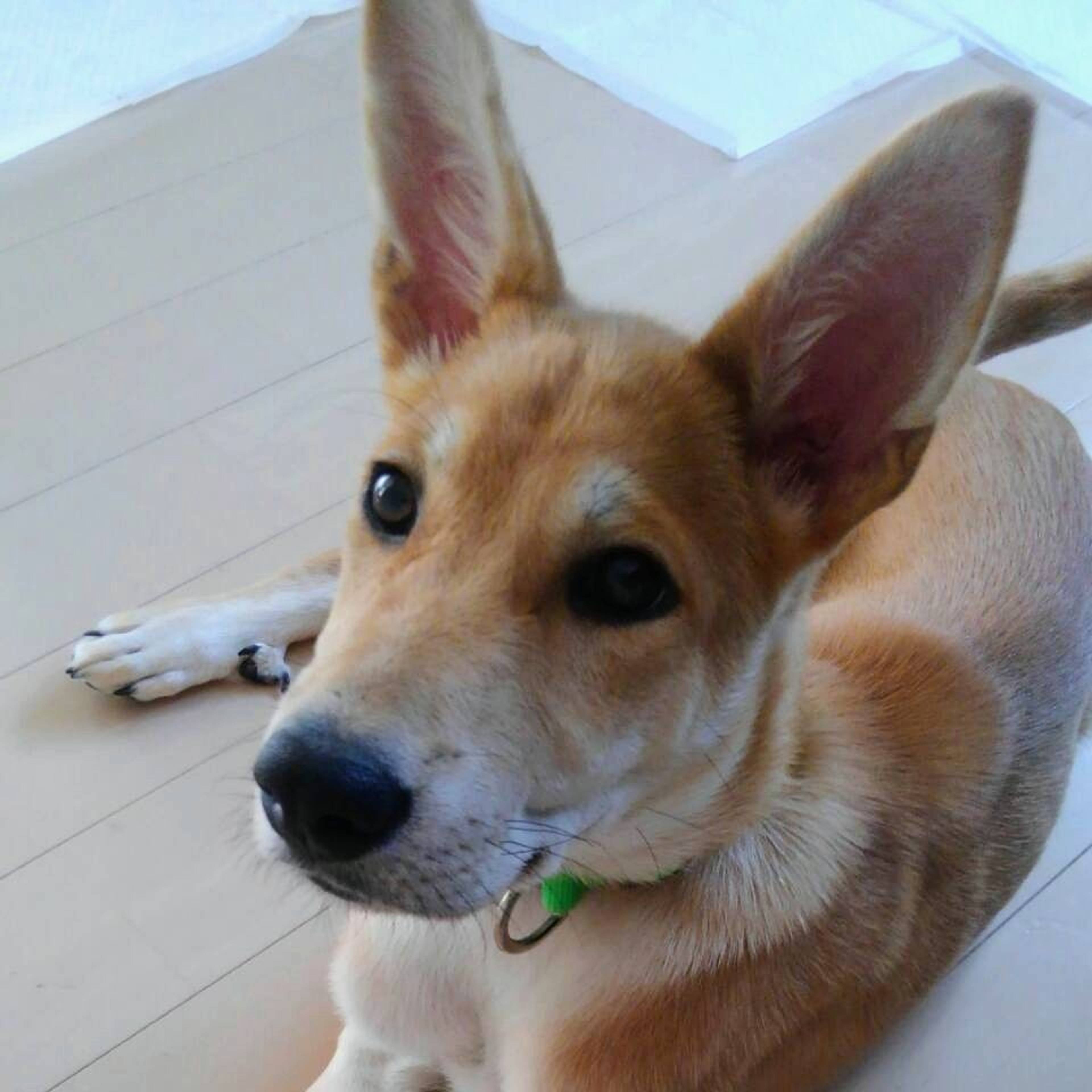 雑種（ミックス犬）・オスの里親募集の写真