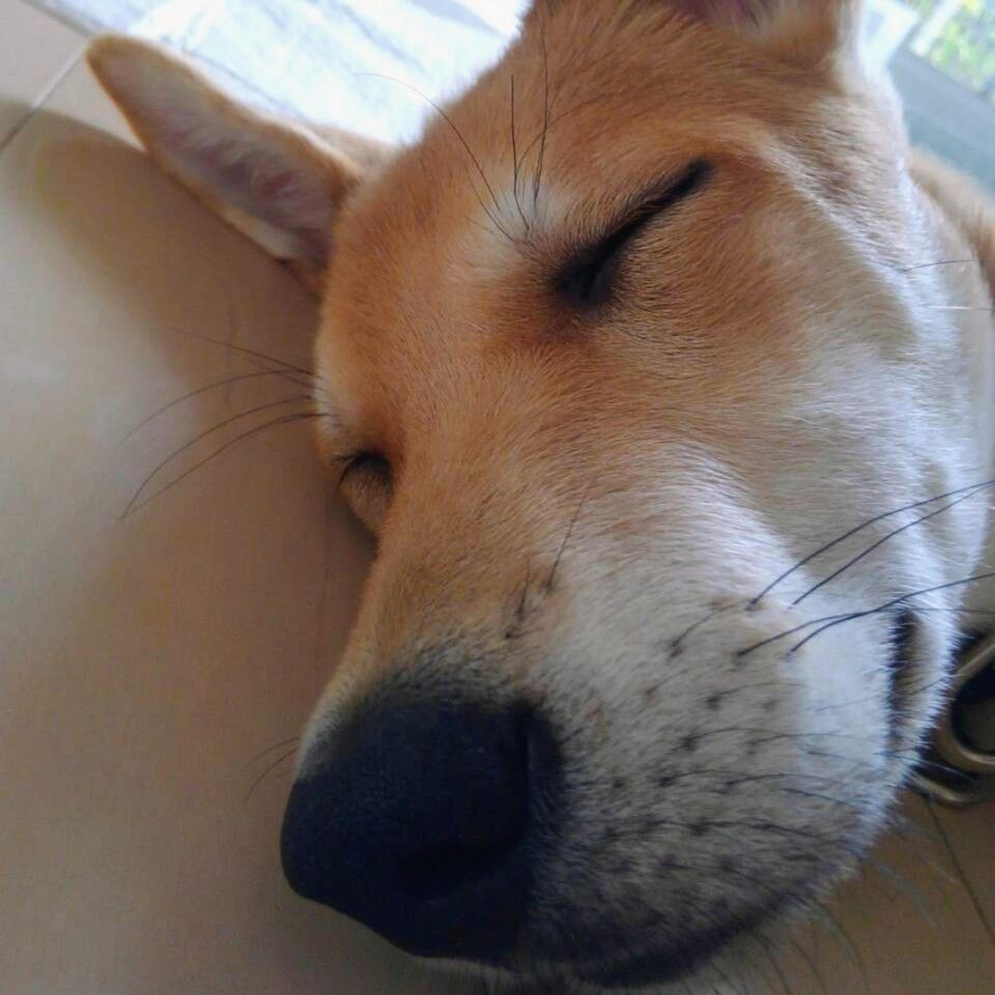 pet-image-5