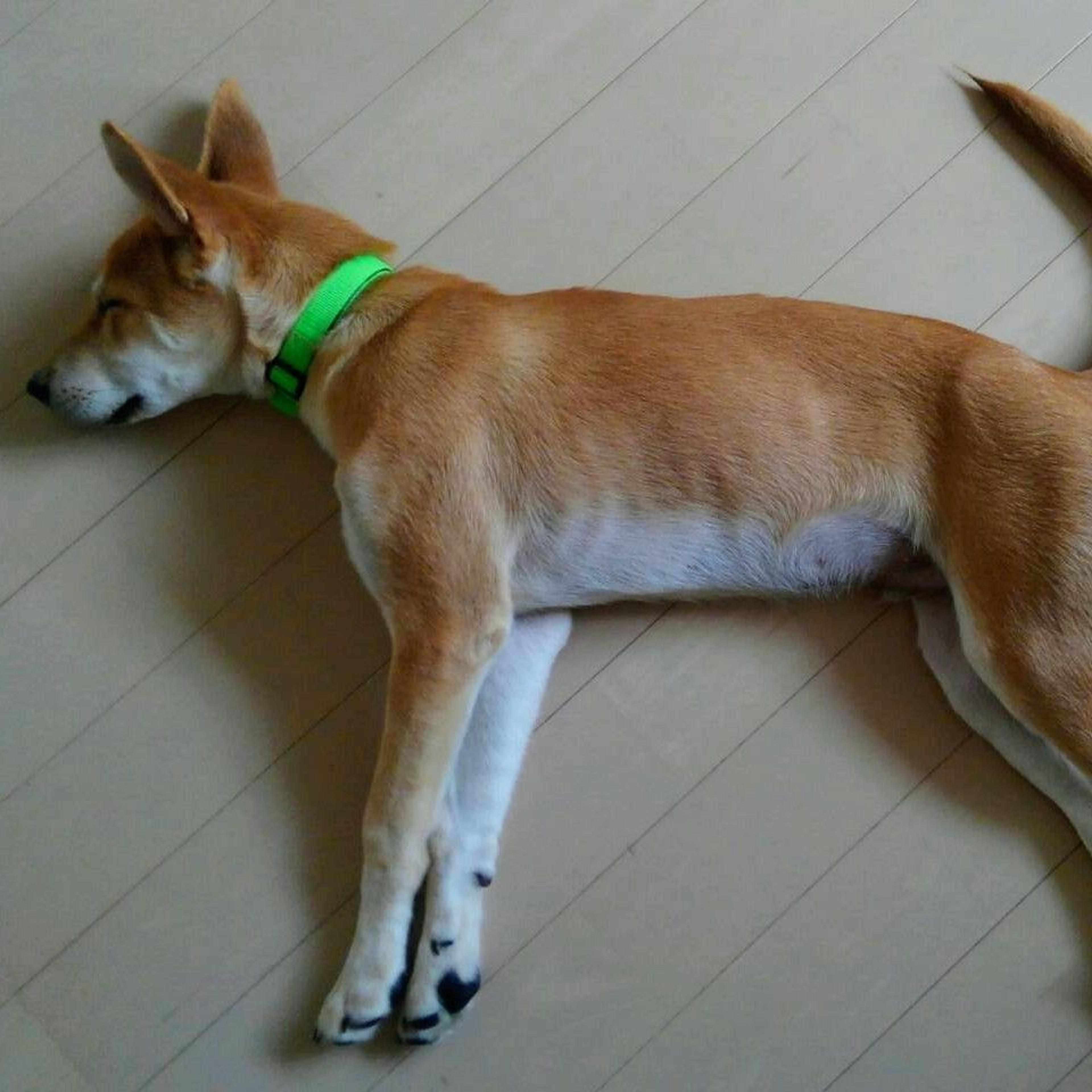 pet-image-7