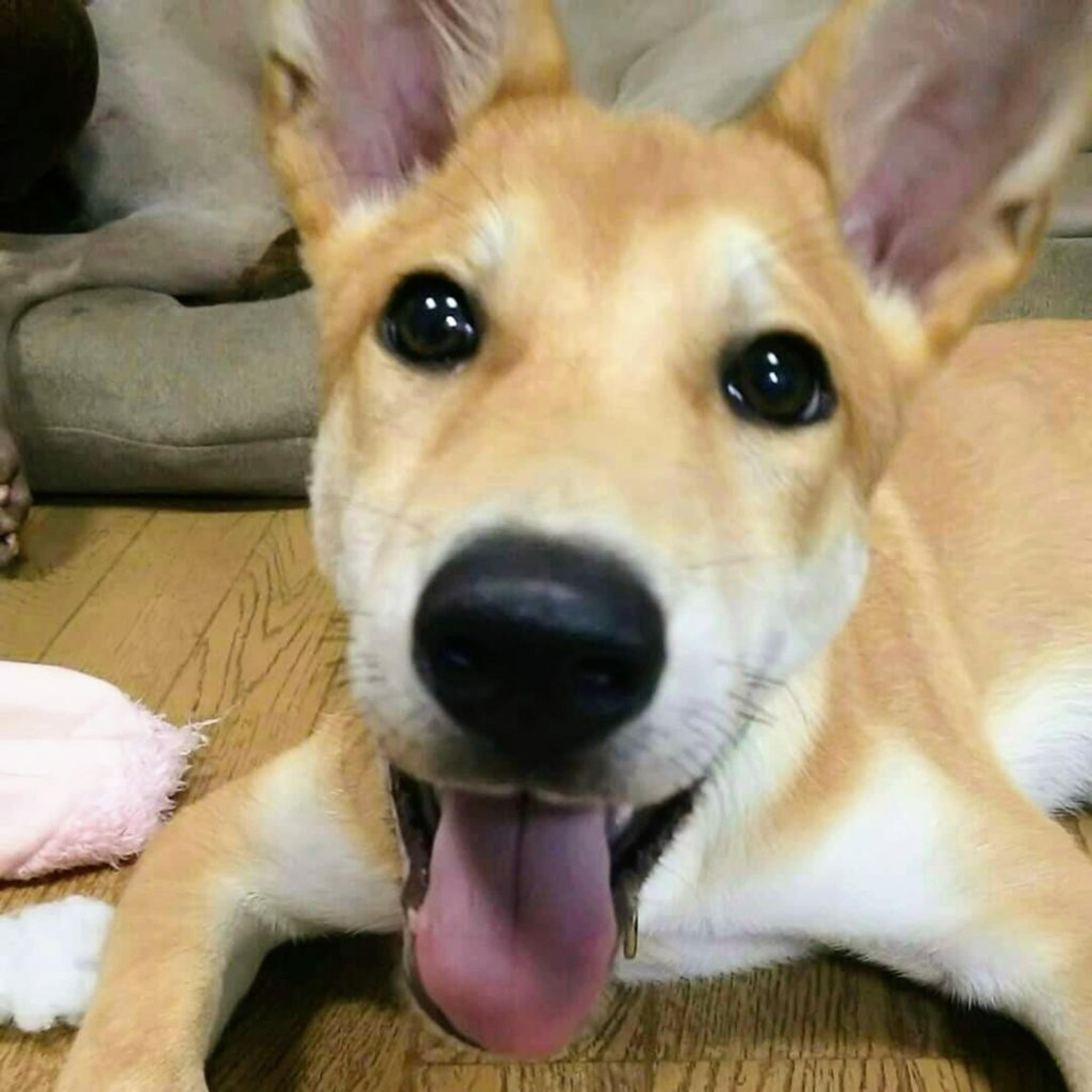 pet-image-2