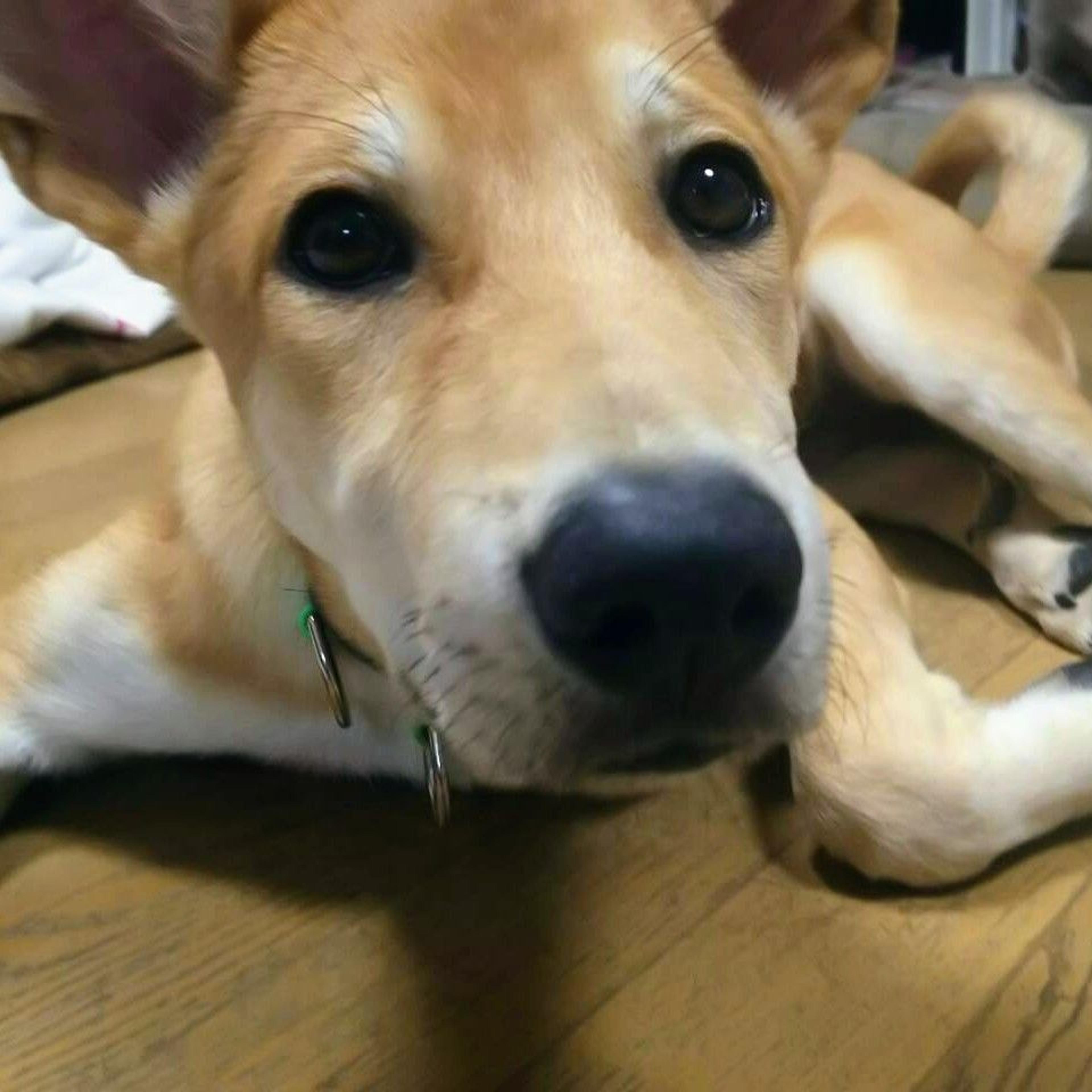pet-image-4