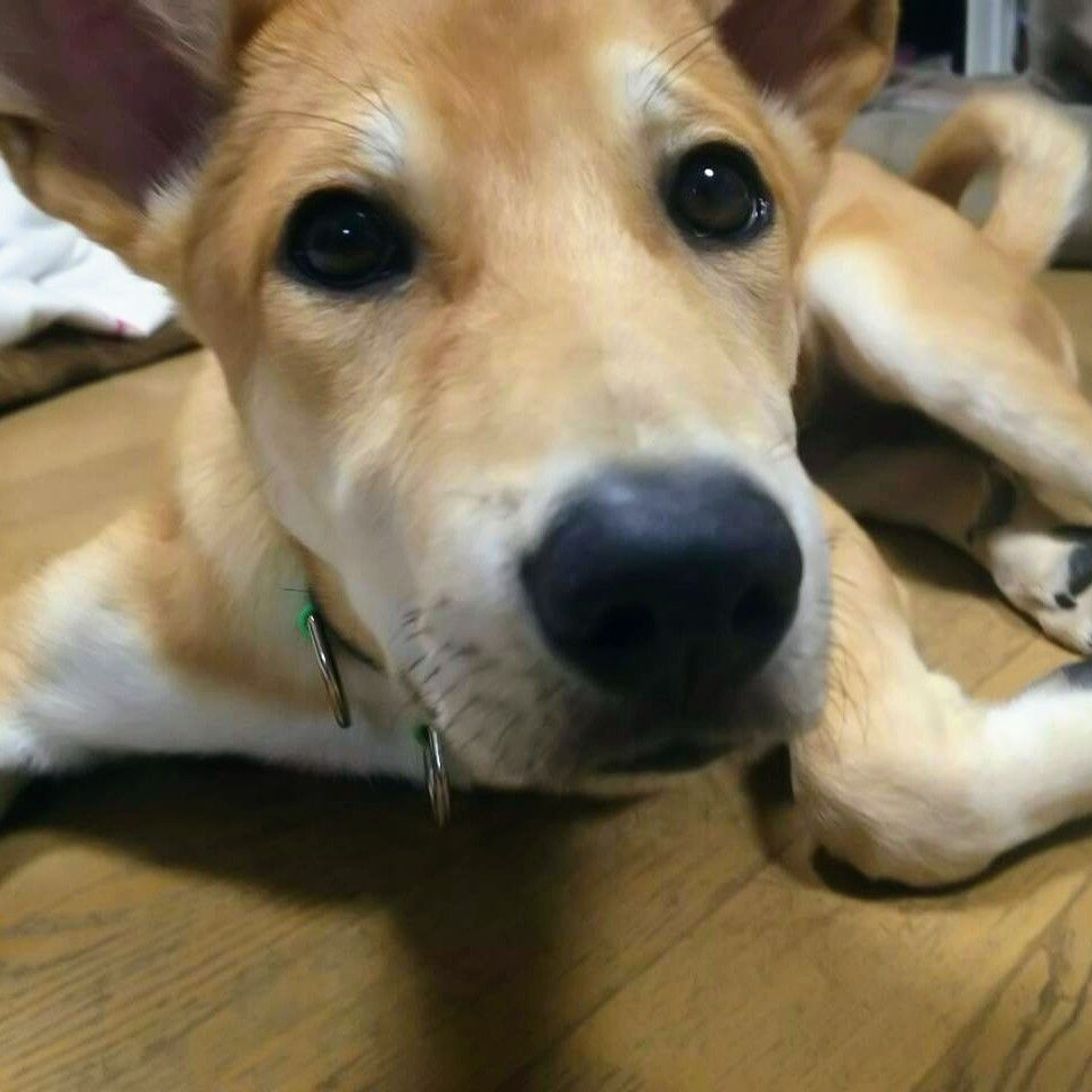 pet-image-4