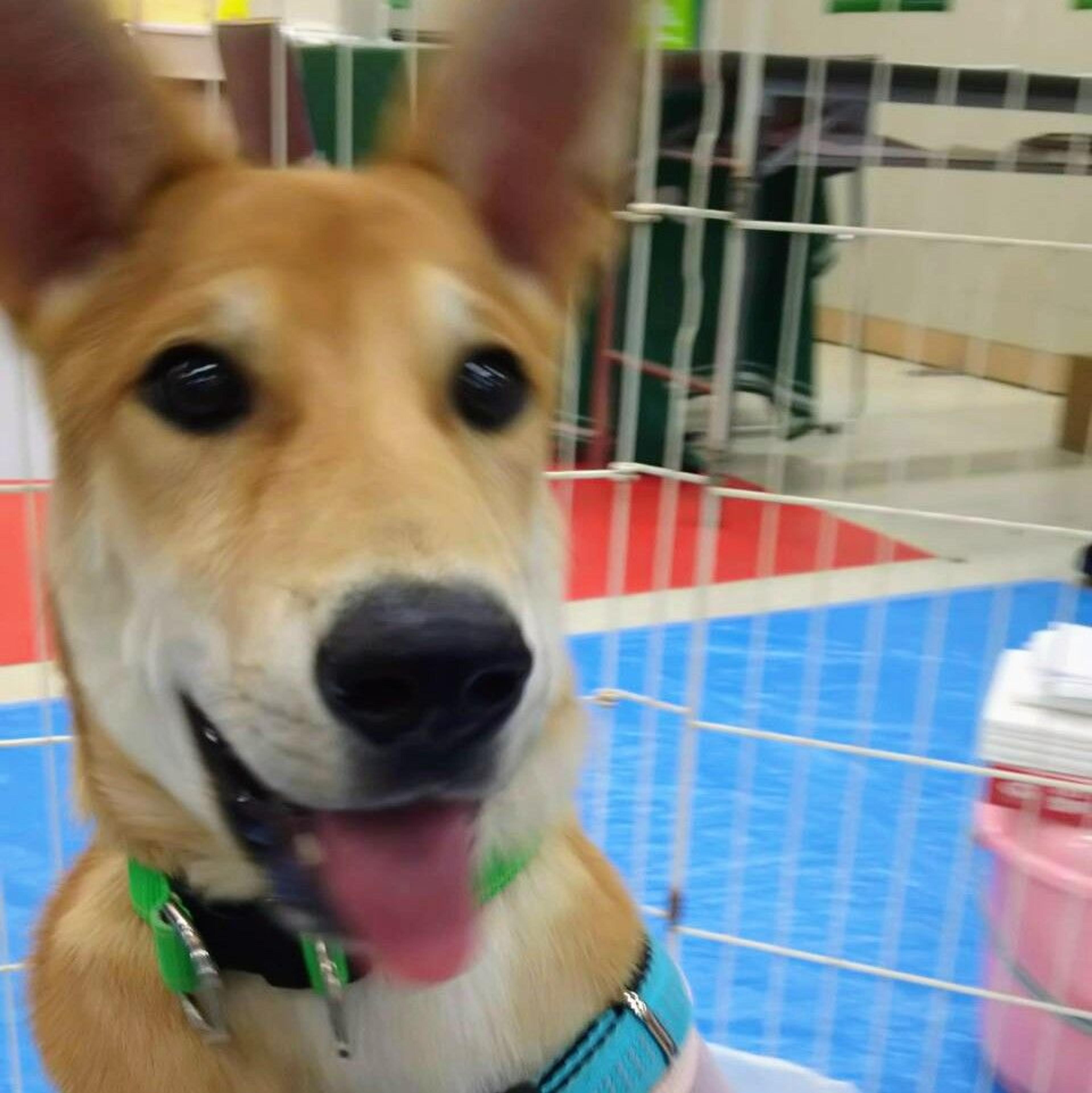 pet-image-6