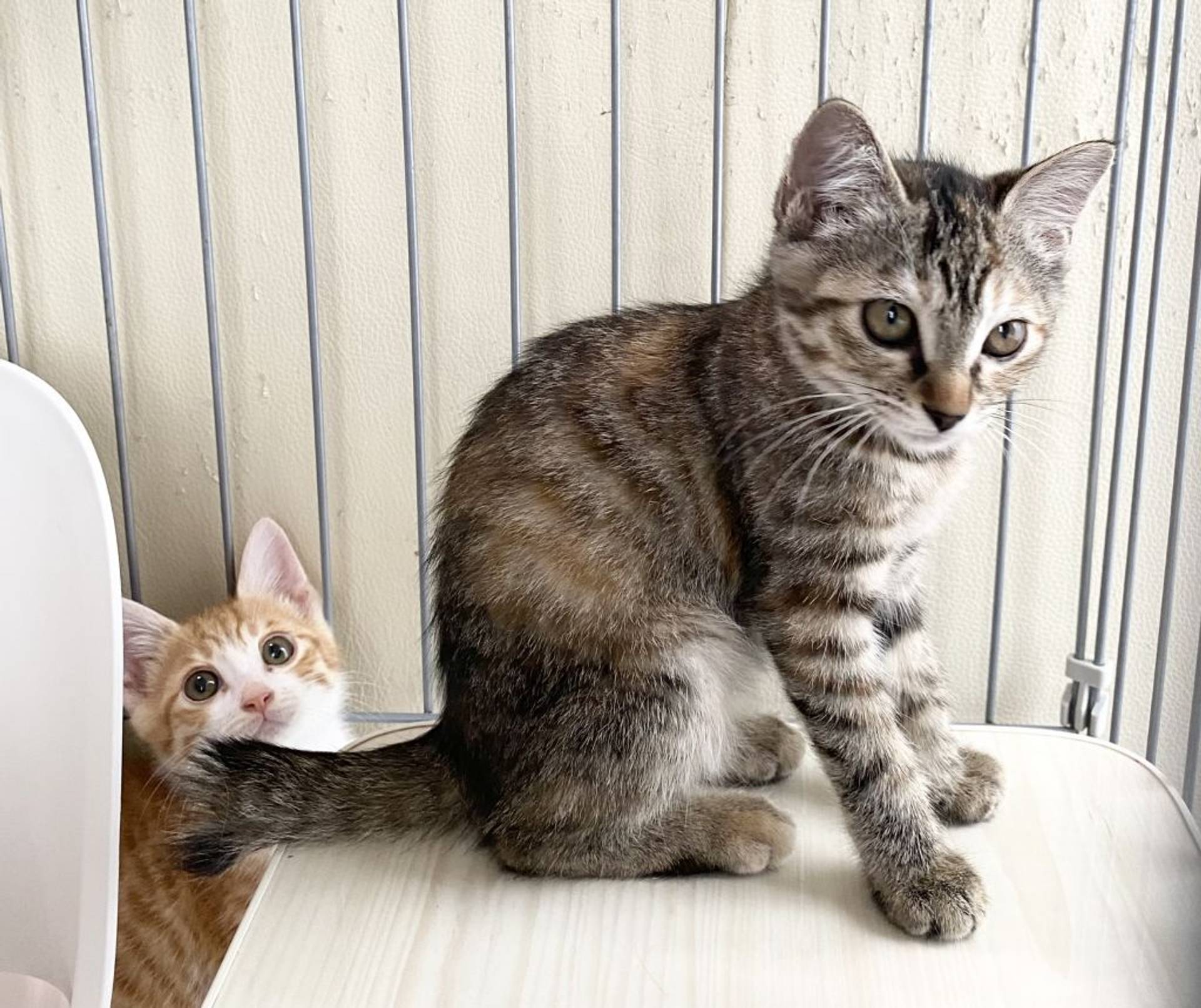 雑種（ミックス猫）・メスの里親募集の写真