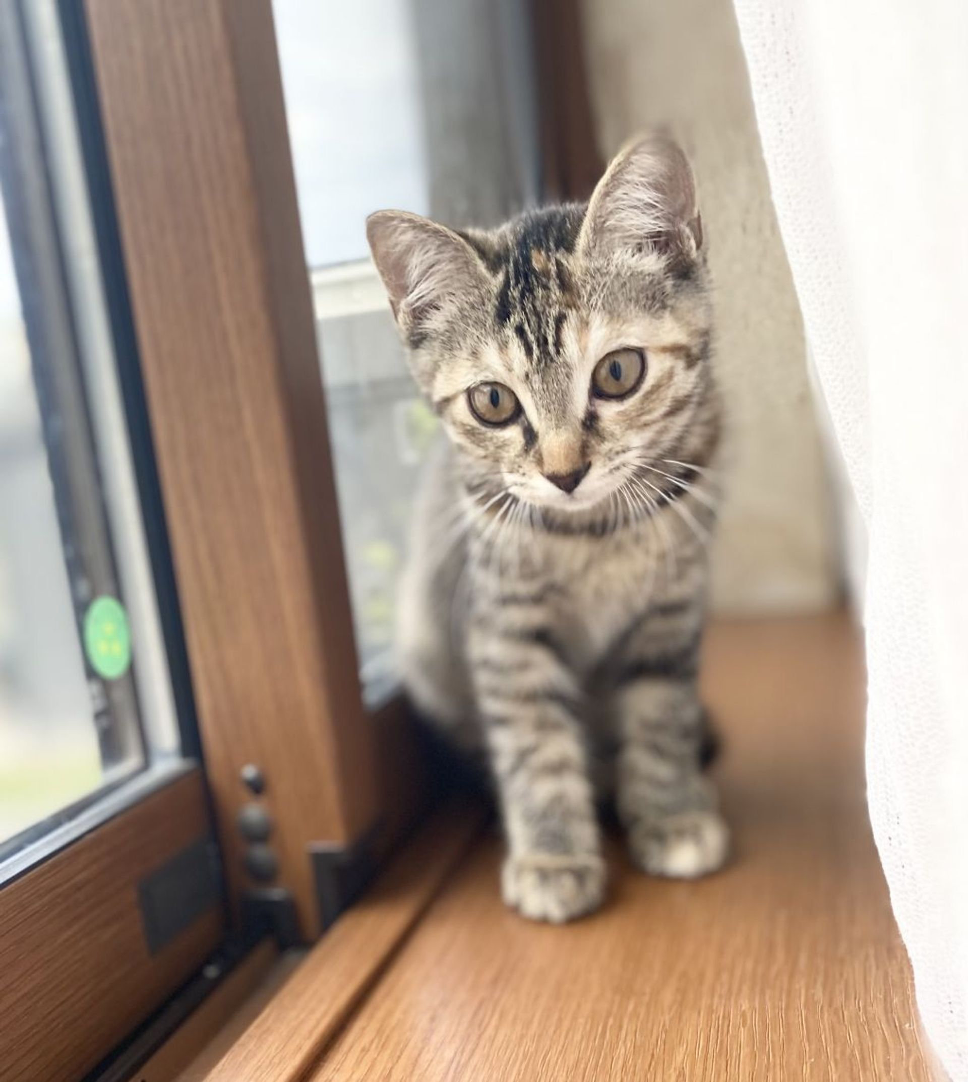 雑種（ミックス猫）・メスの里親募集の写真