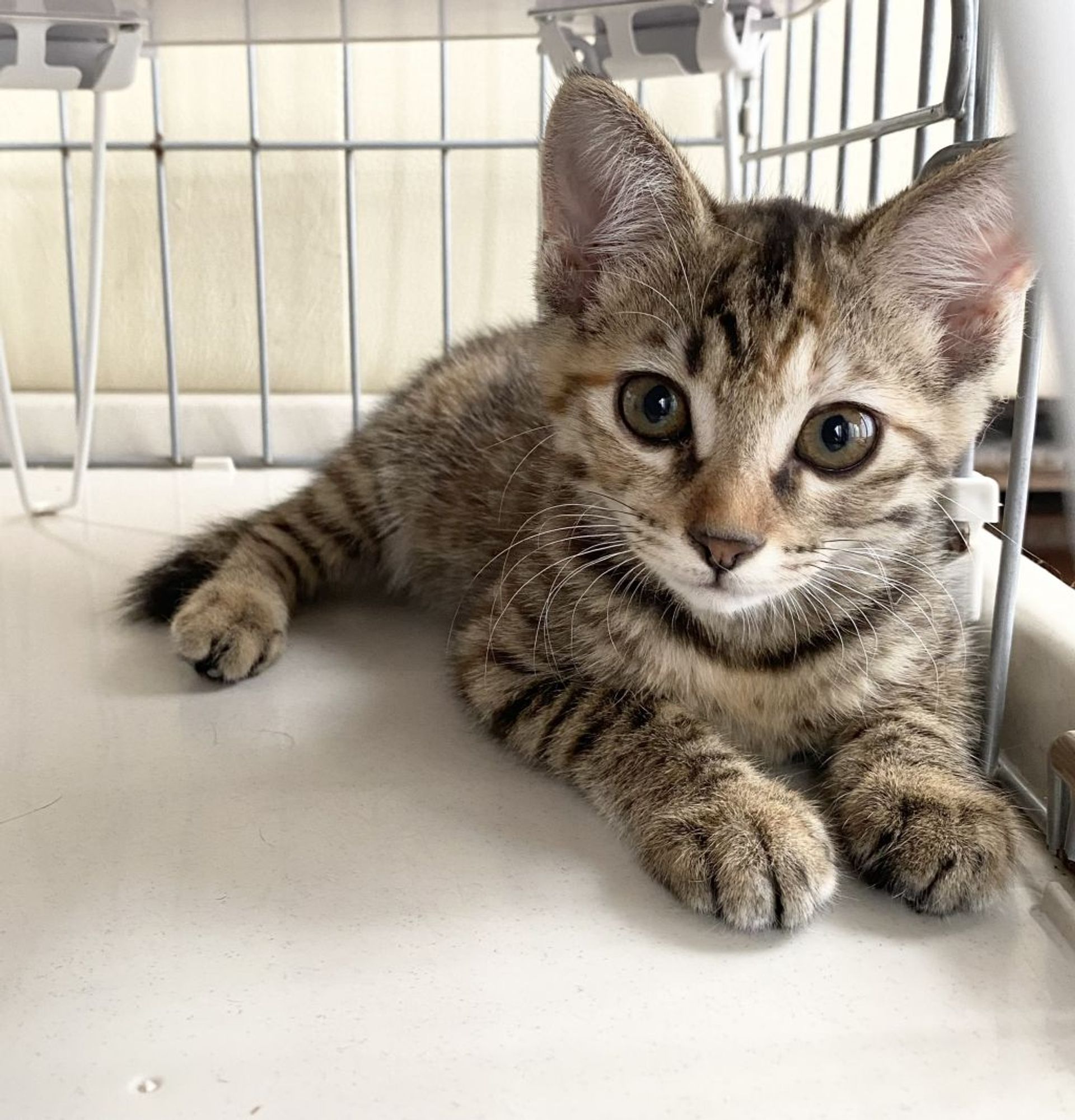 雑種（ミックス猫）・メスの里親募集の写真