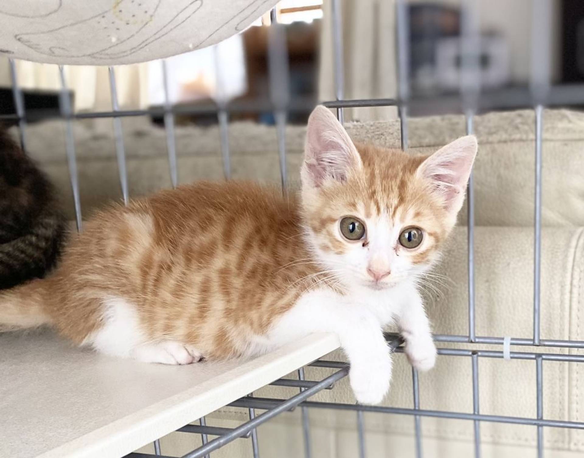 雑種（ミックス猫）・オスの里親募集の写真