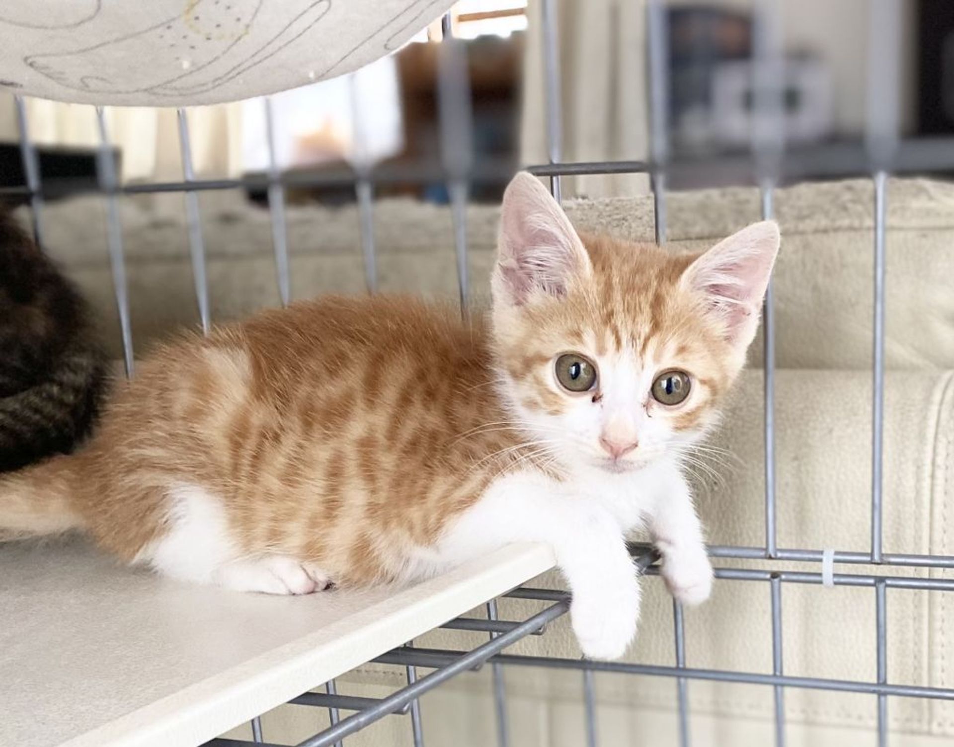 雑種（ミックス猫）・オスの里親募集の写真
