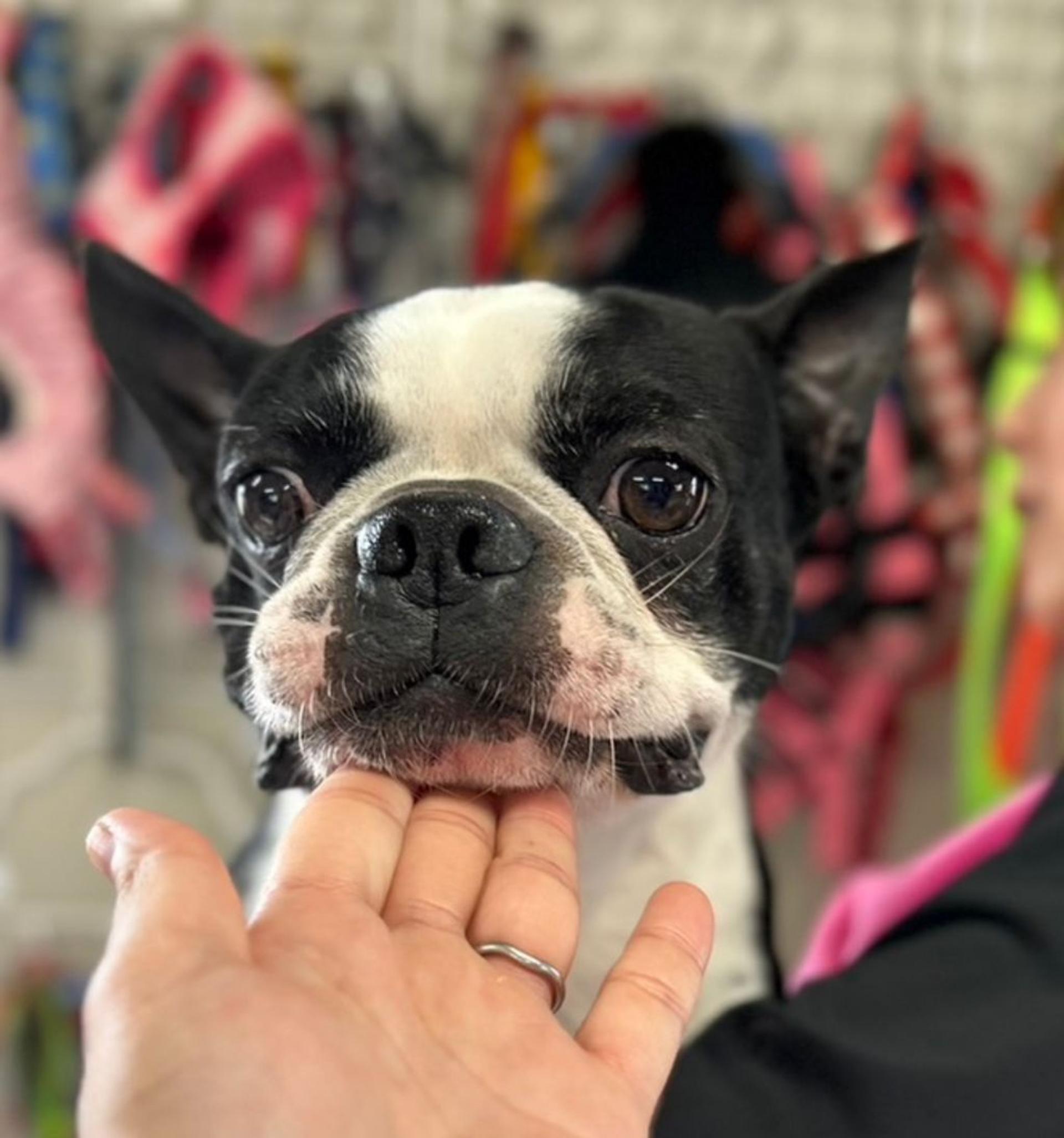 pet-image-2