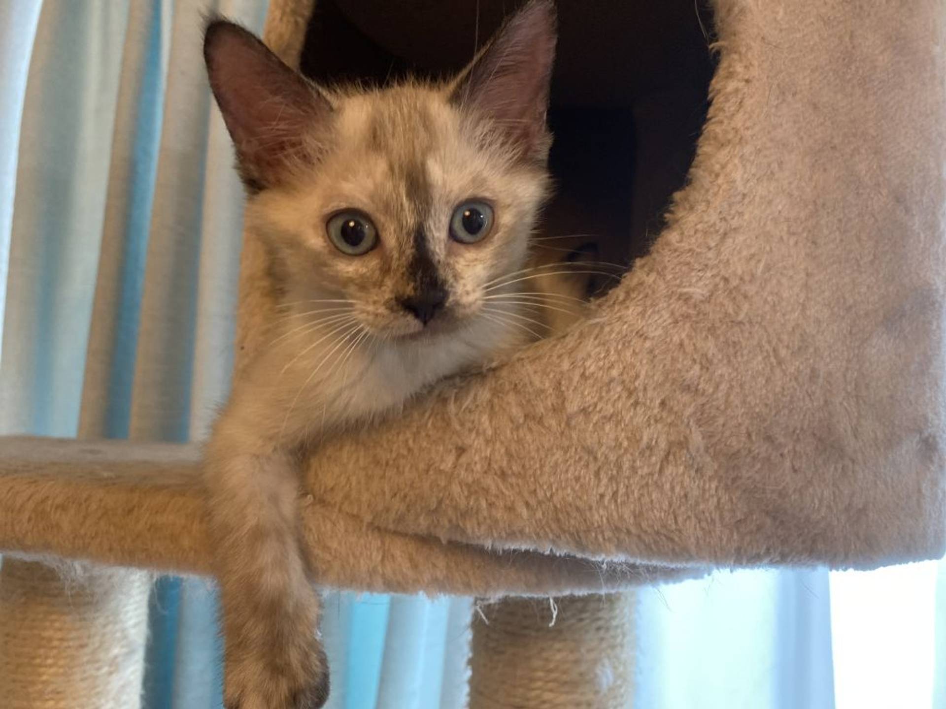 雑種（ミックス猫）・メスの里親募集の写真