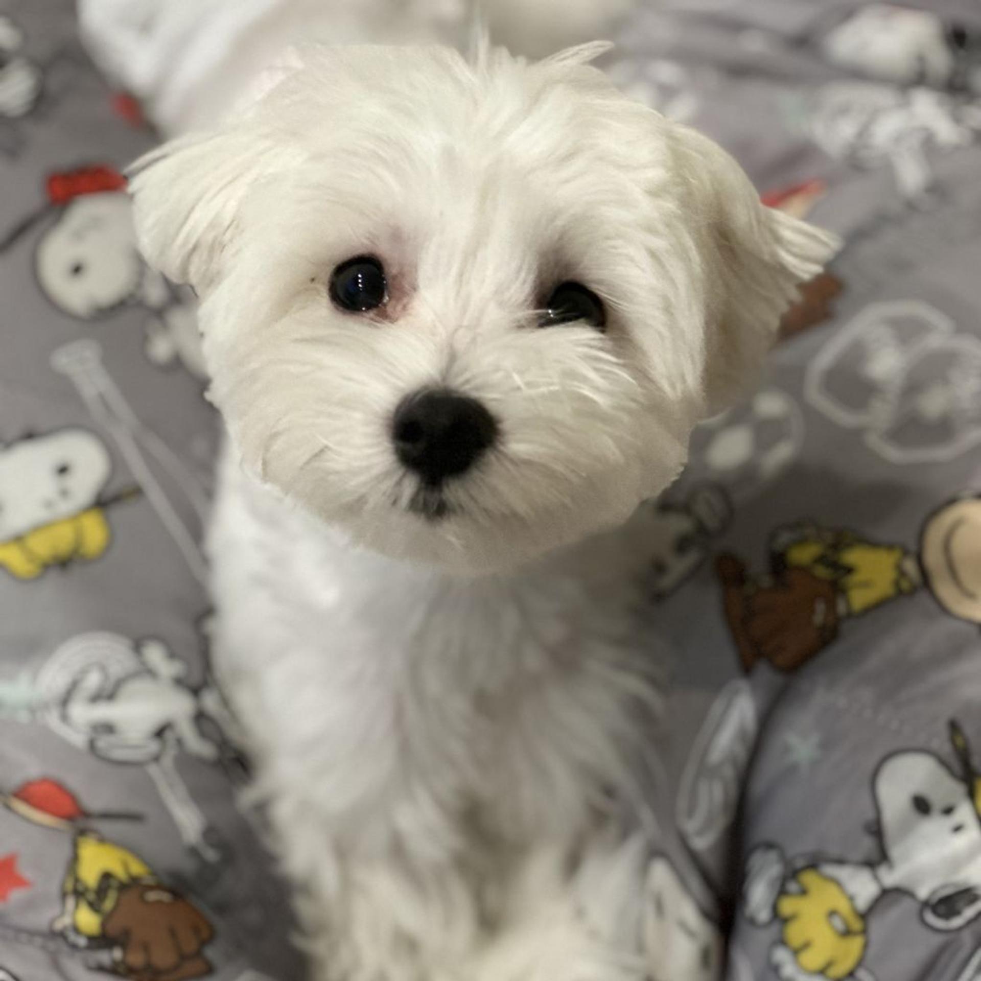 pet-image-2