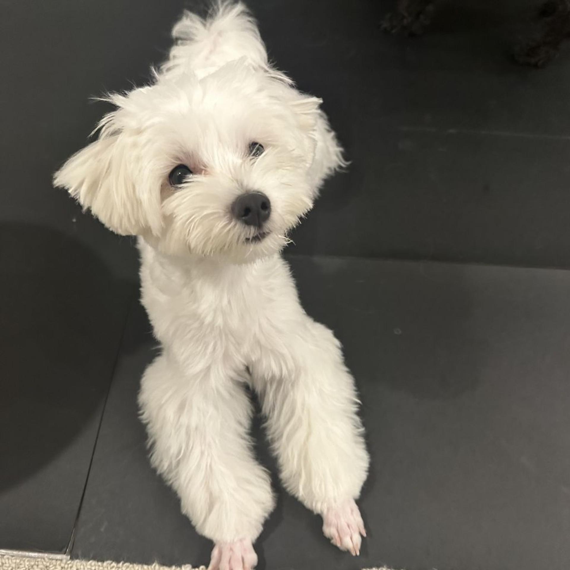 pet-image-3