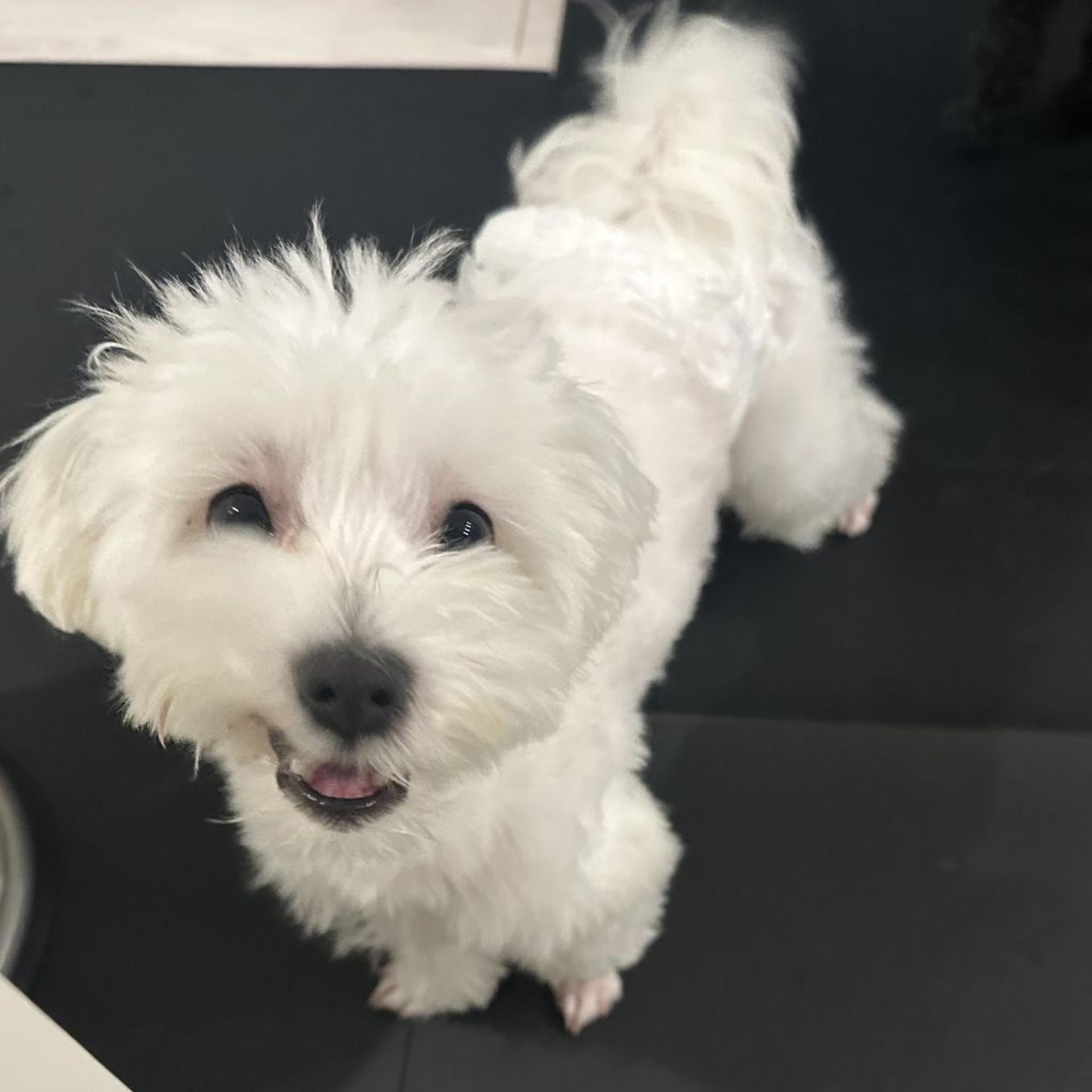 pet-image-4