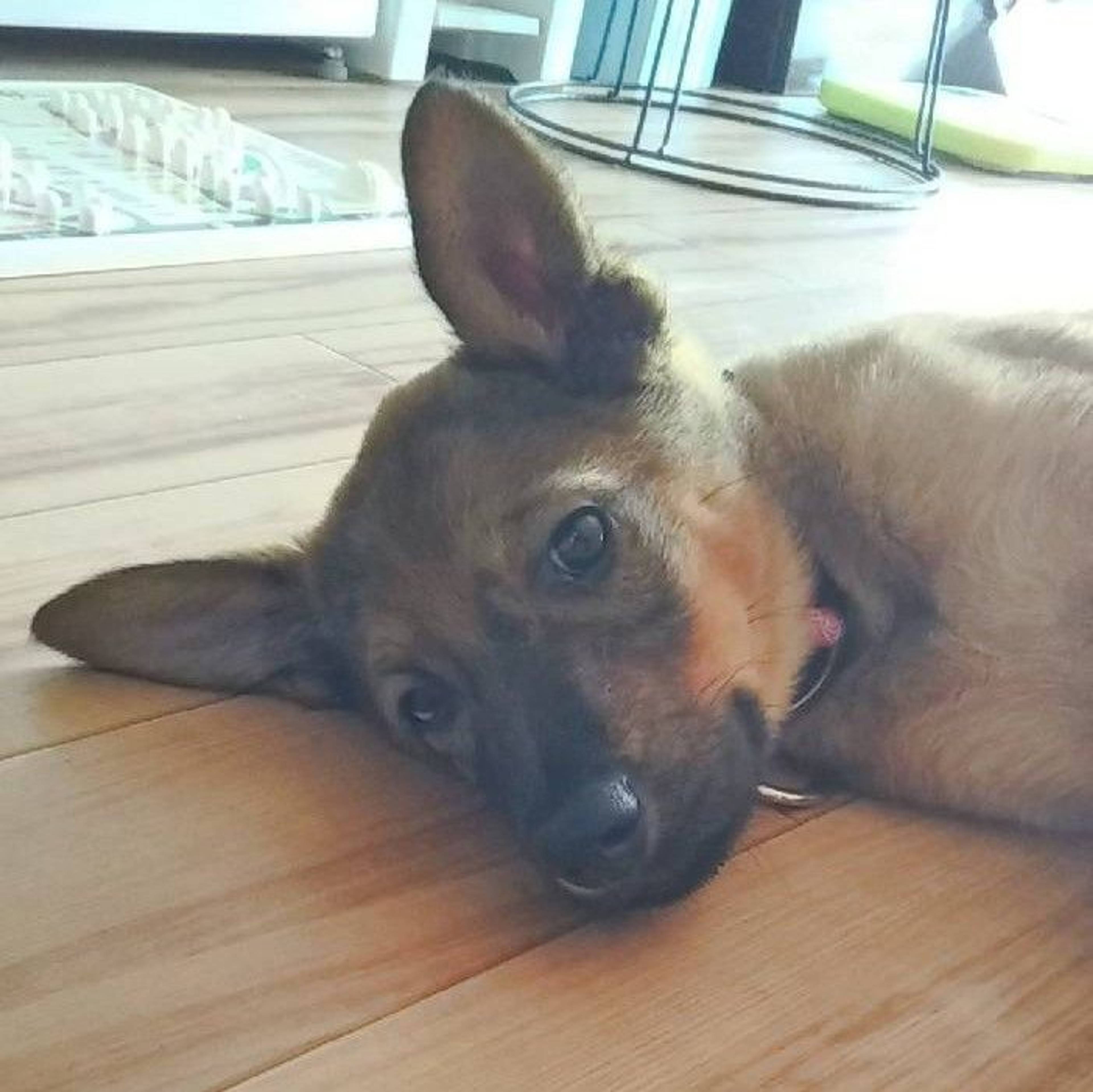 雑種（ミックス犬）・メスの里親募集の写真