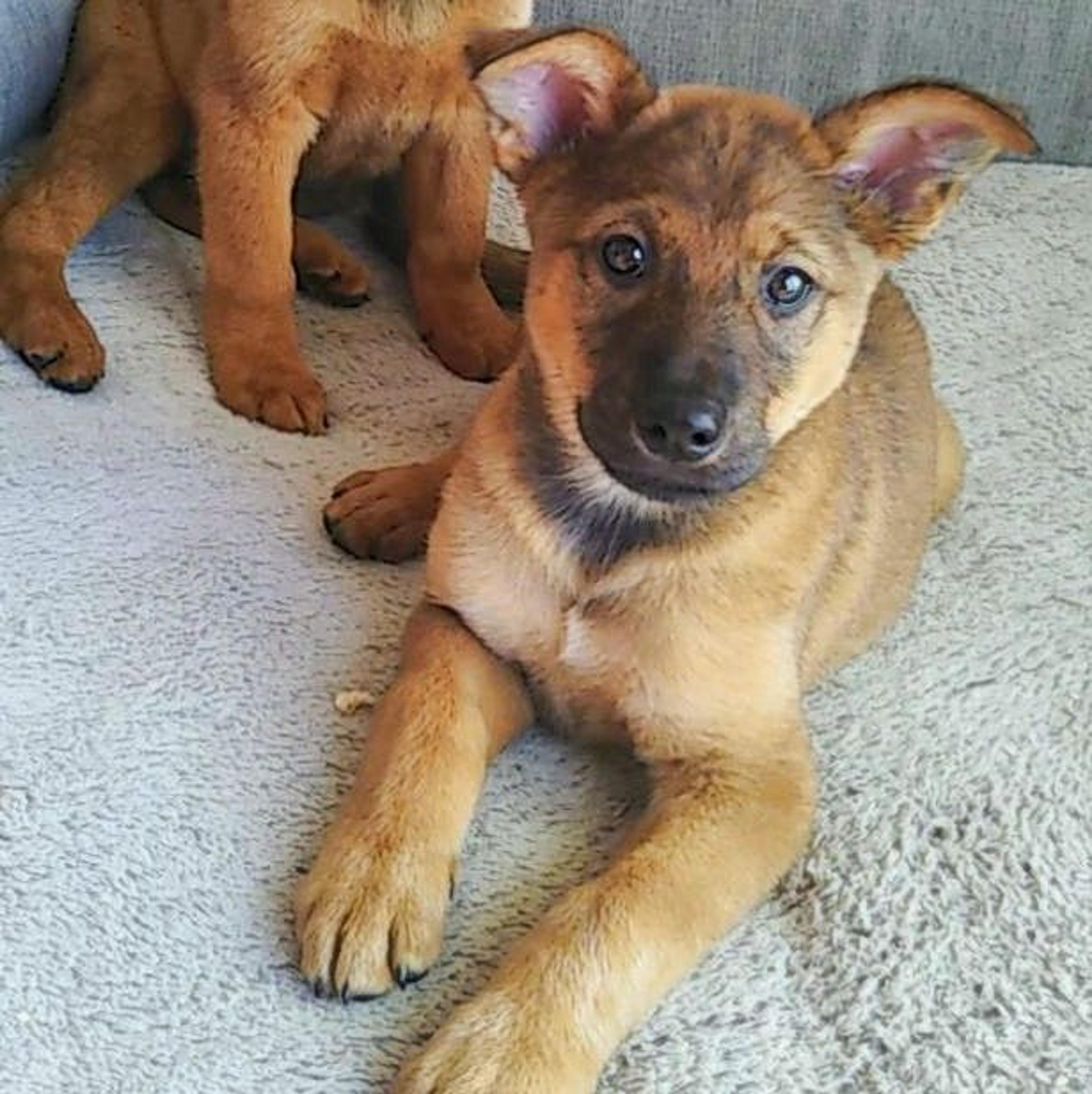 pet-image-3