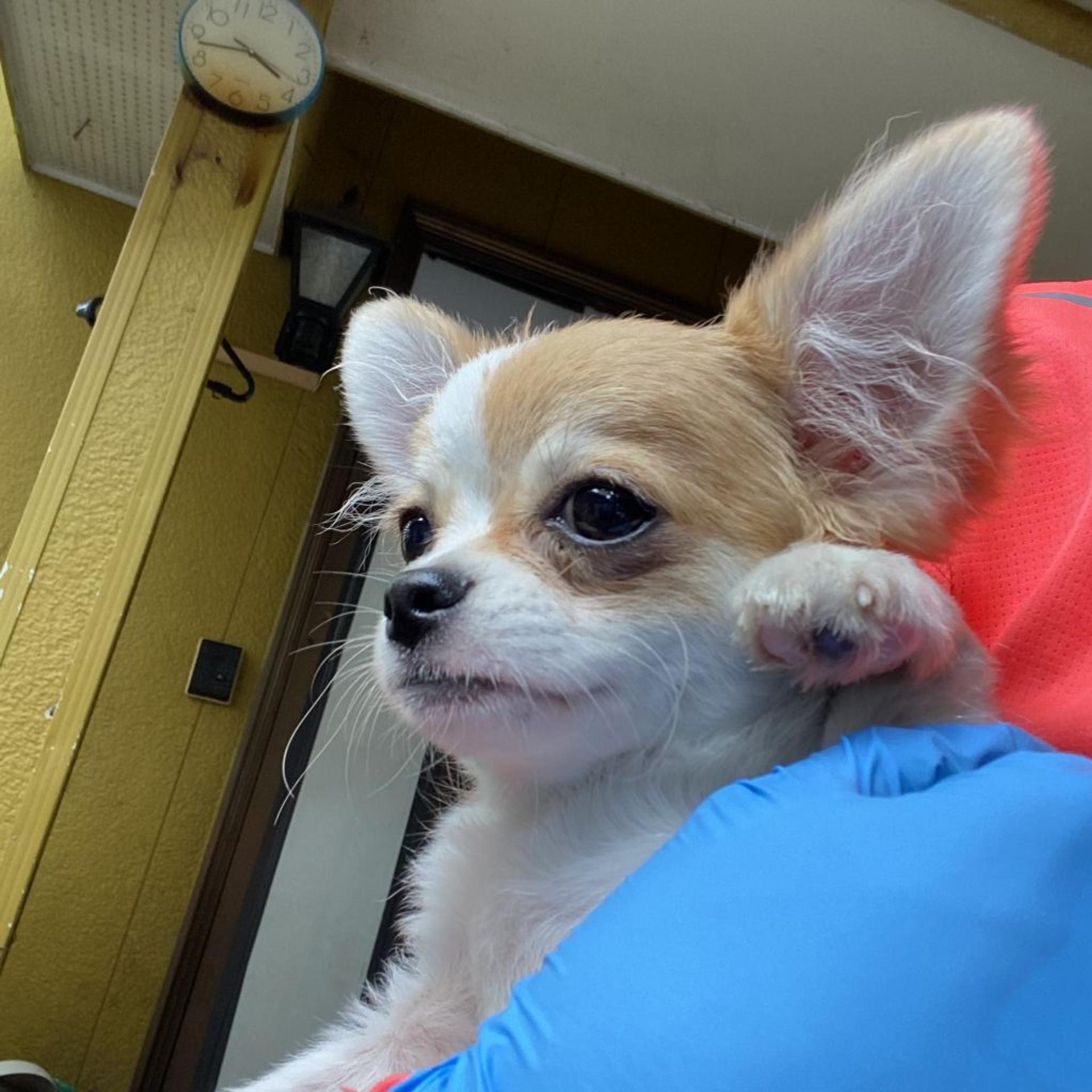 pet-image-4