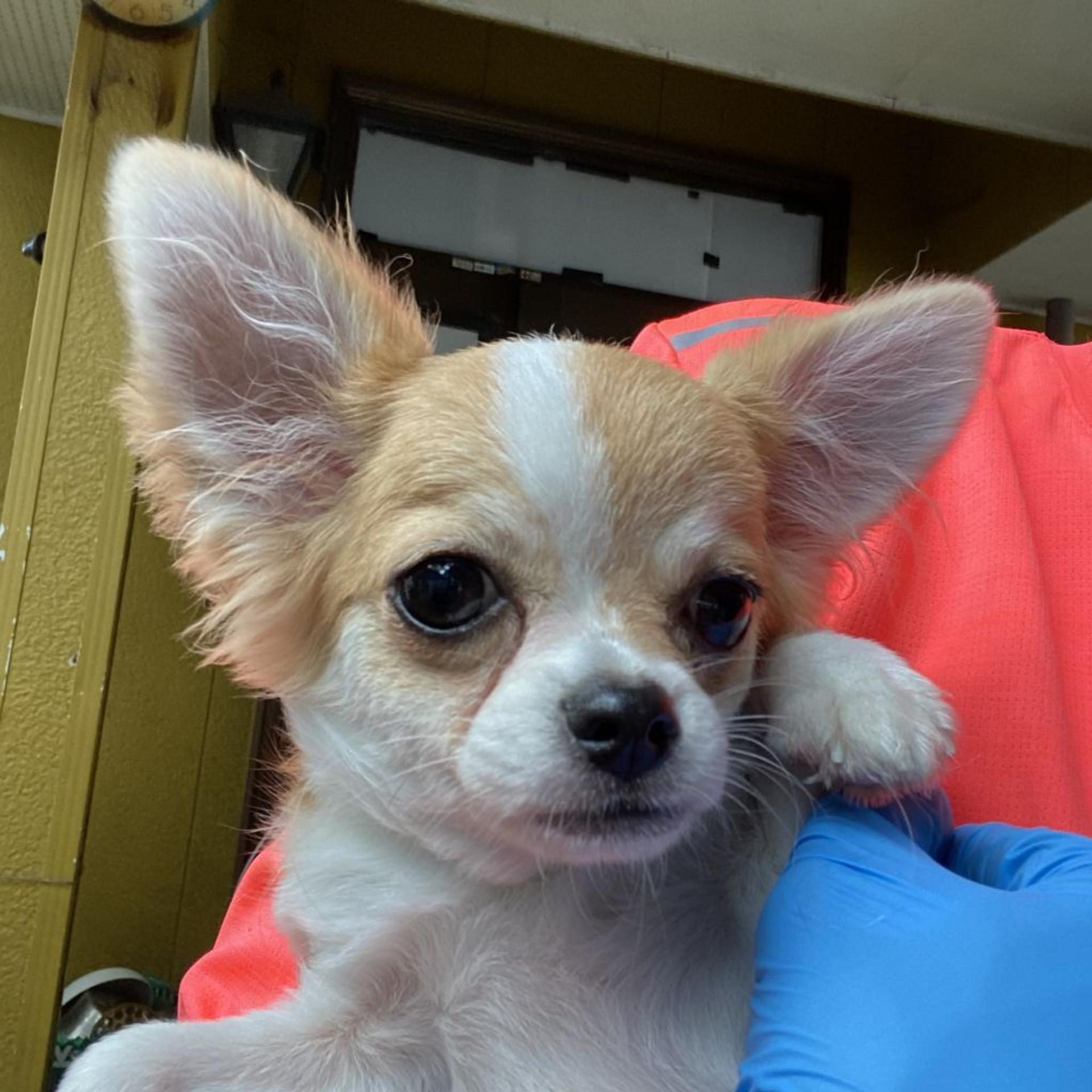 pet-image-6