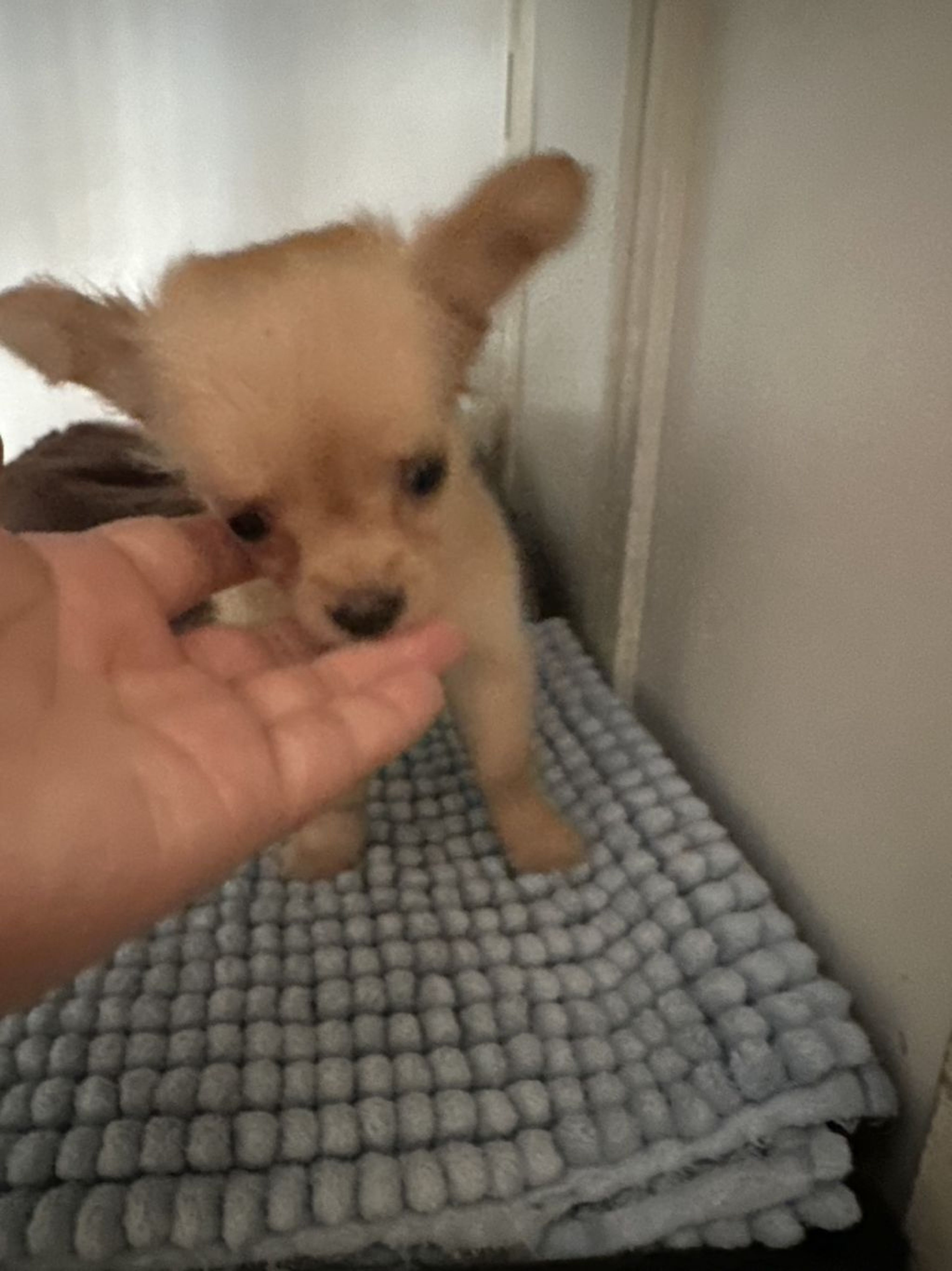 pet-image-2