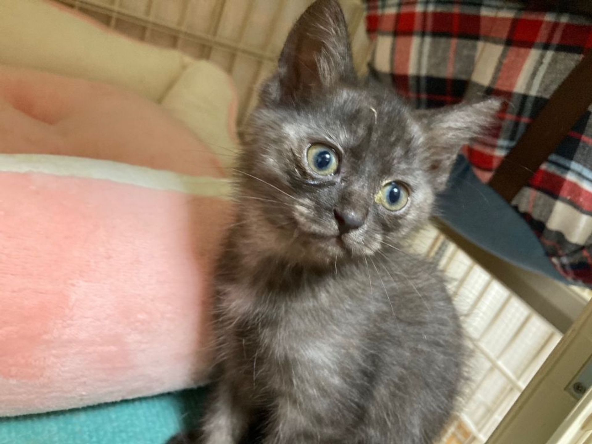 雑種（ミックス猫）・メスの里親募集の写真