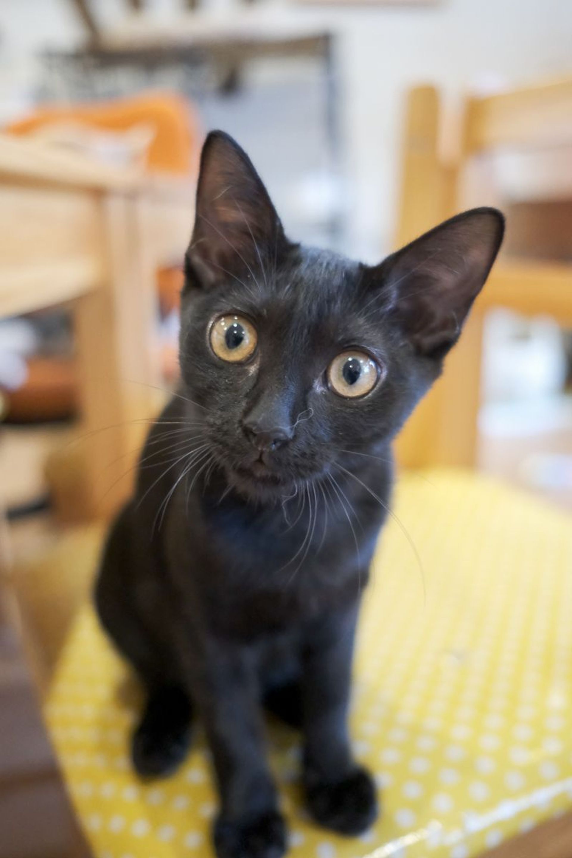 雑種（ミックス猫）・メスの里親募集の写真