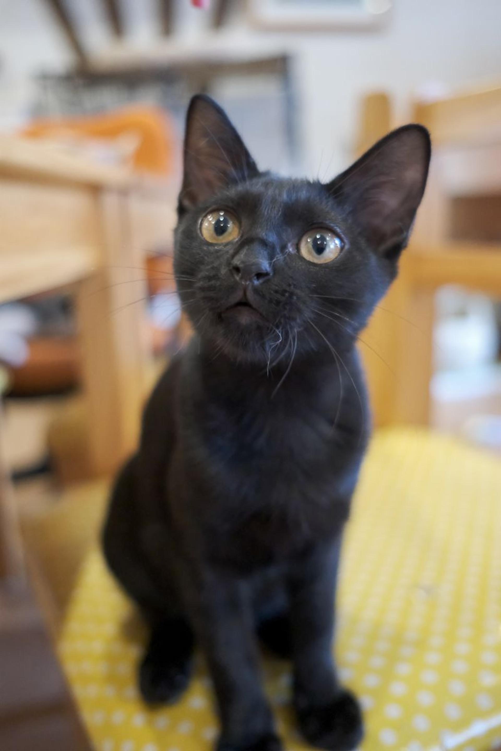 pet-image-3