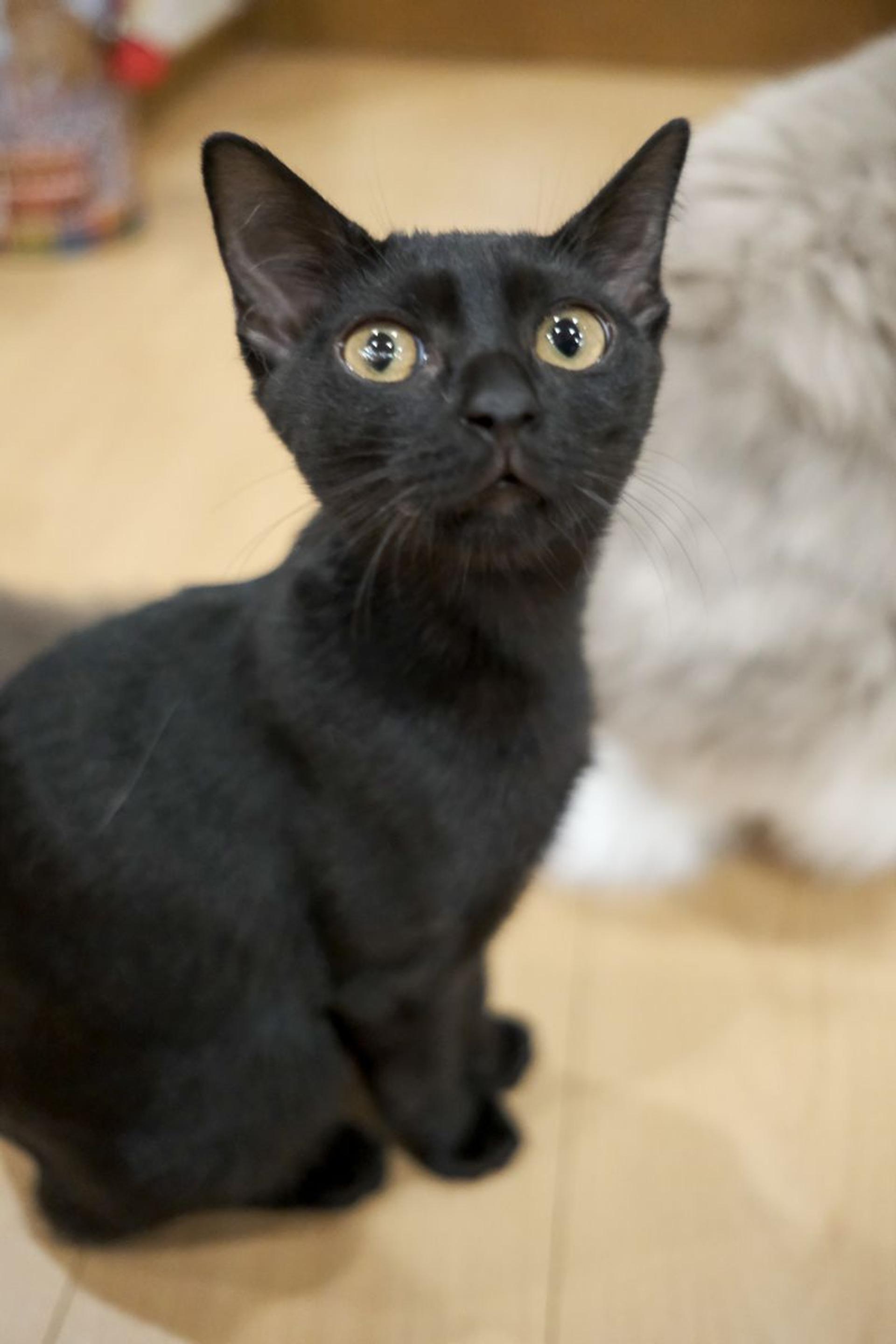 pet-image-4