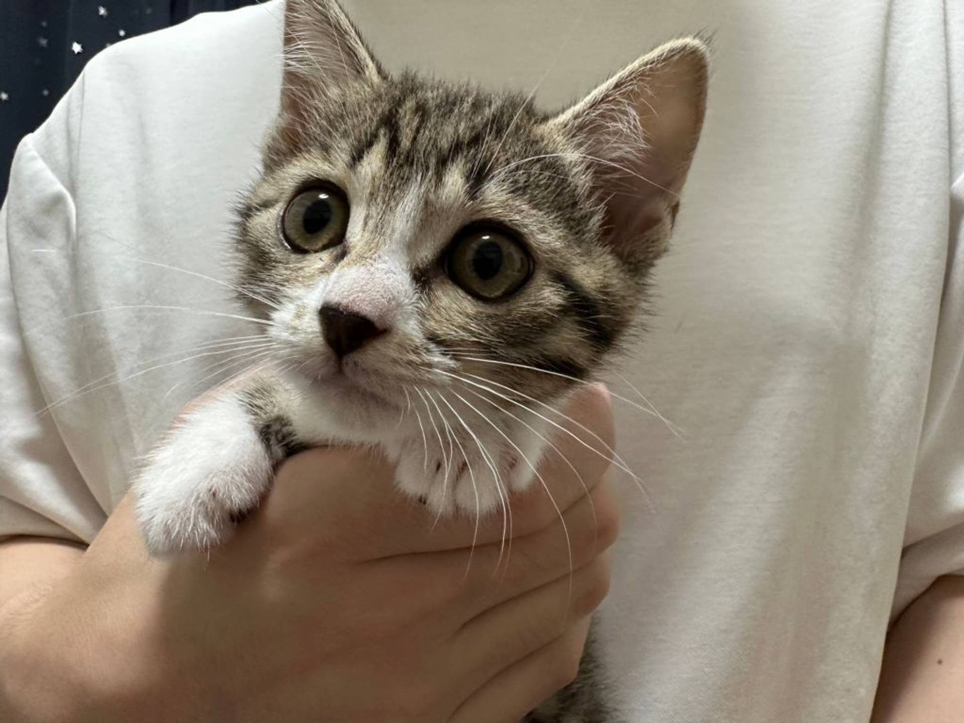 雑種（ミックス猫）・メスの里親募集の写真