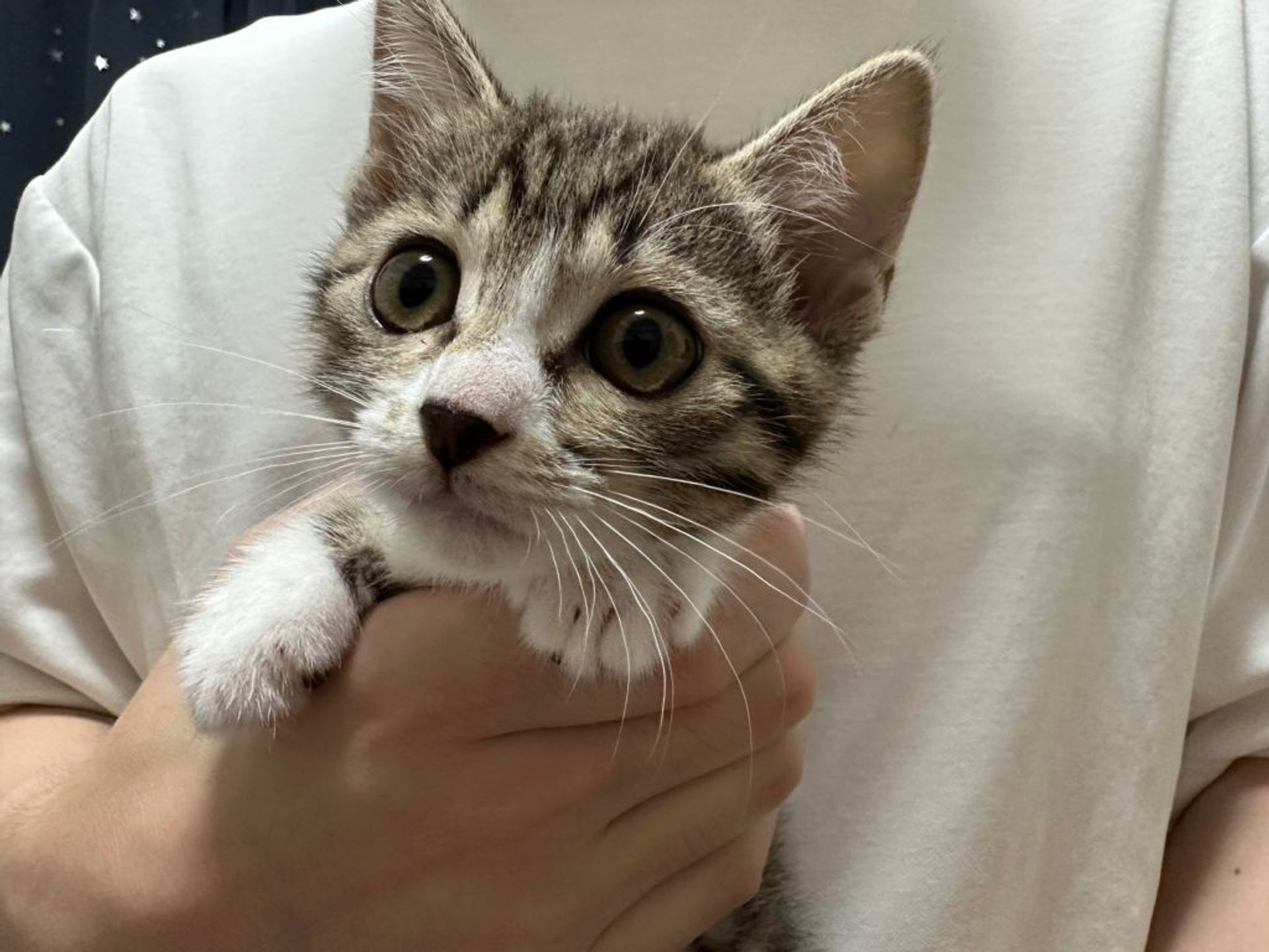雑種（ミックス猫）・メスの里親募集の写真
