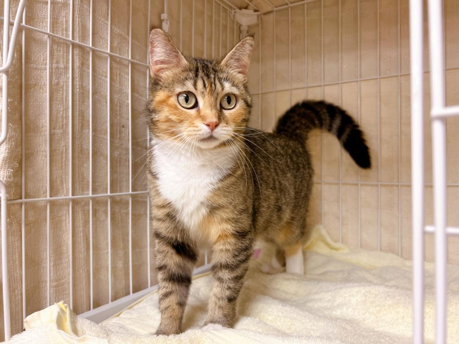 pet-image-4