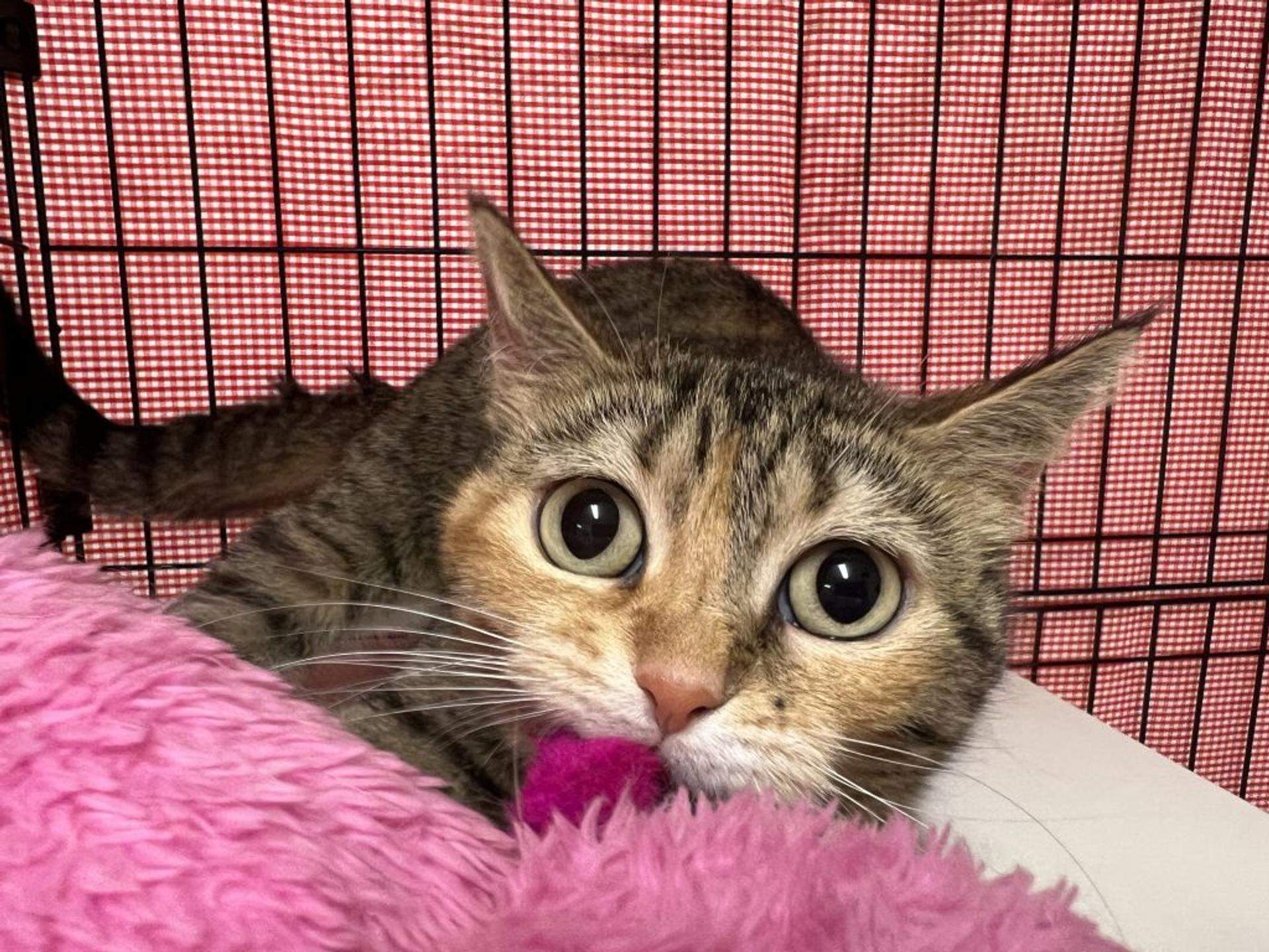 pet-image-7