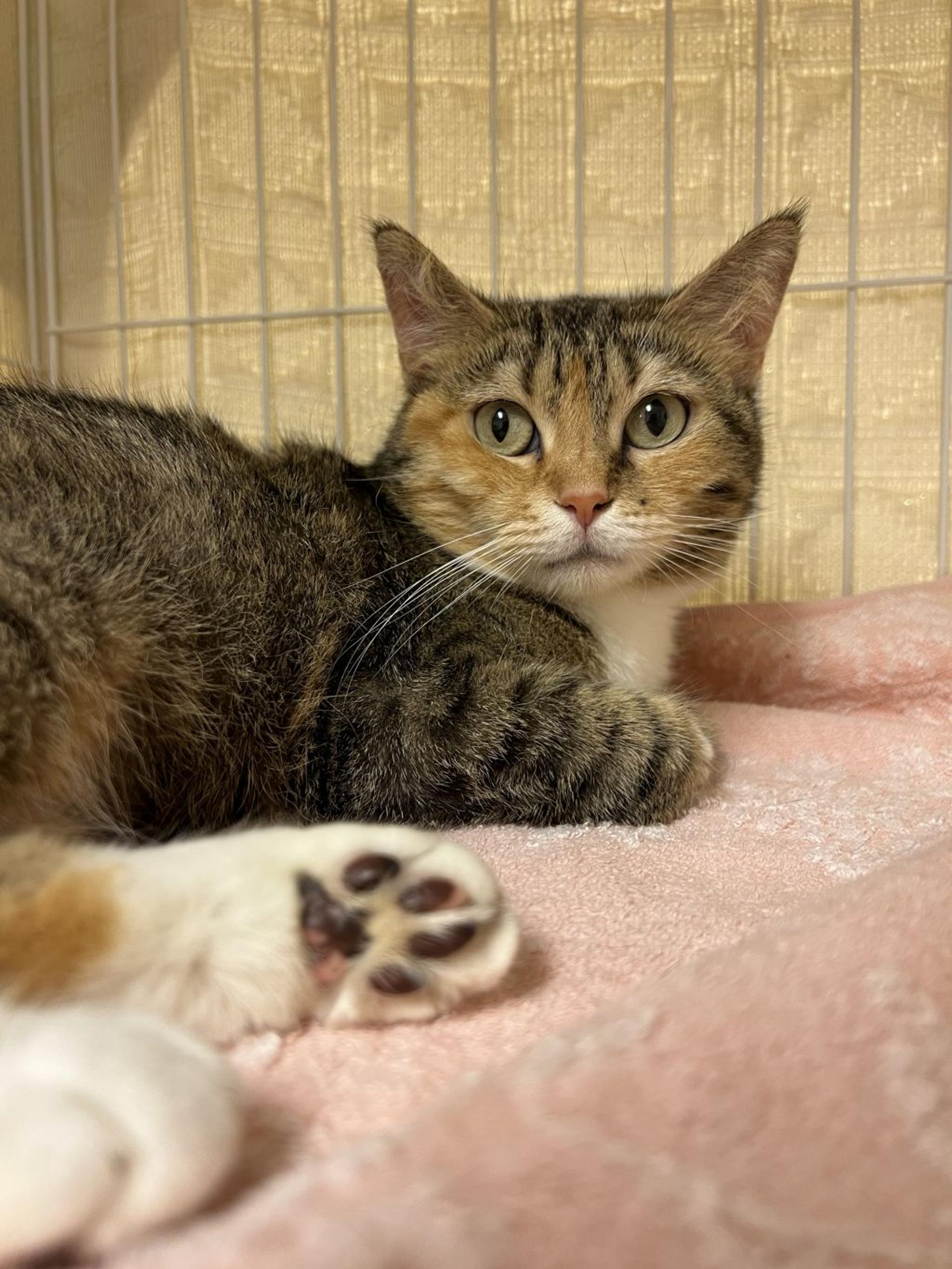 pet-image-8