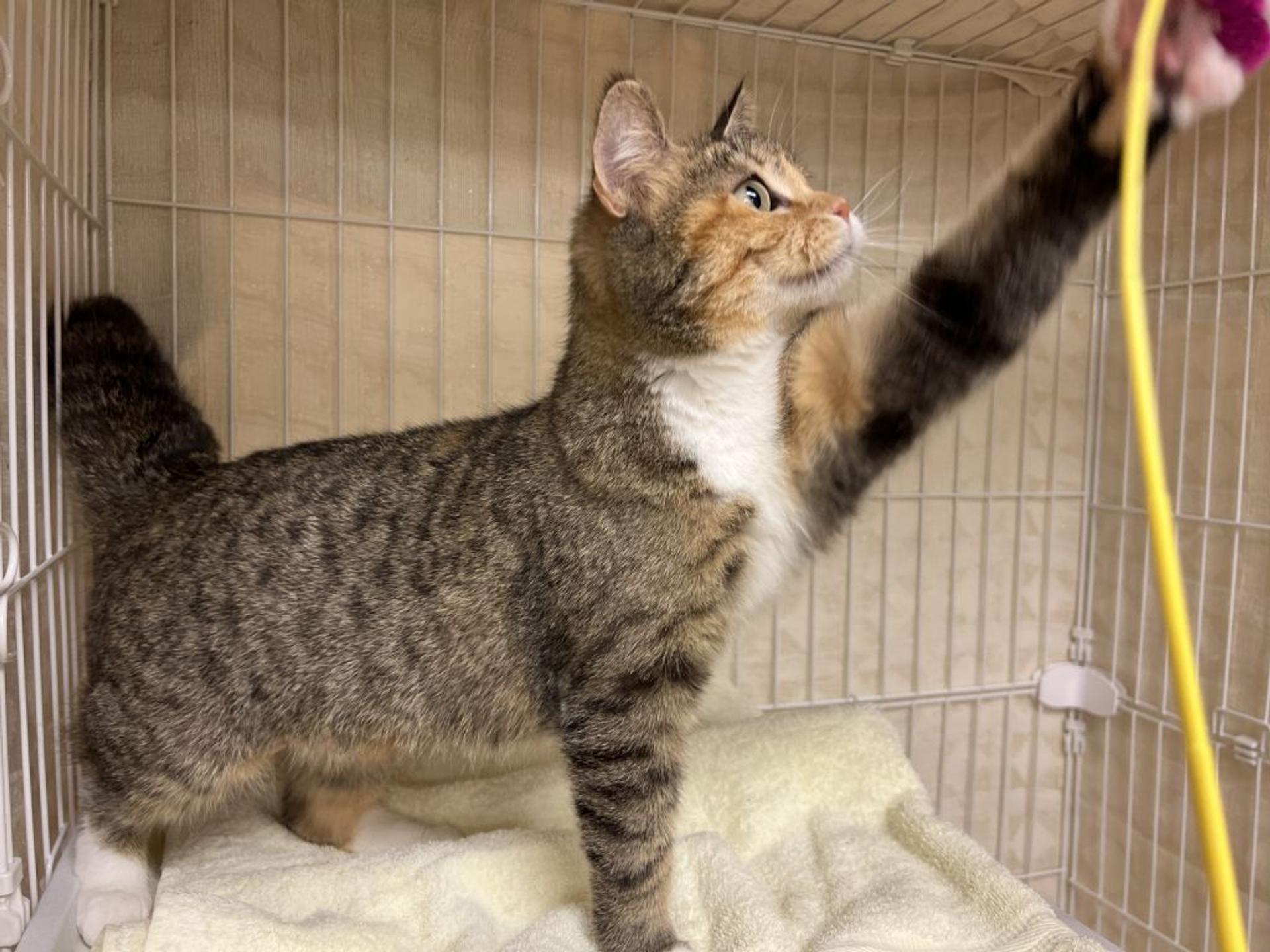 pet-image-9