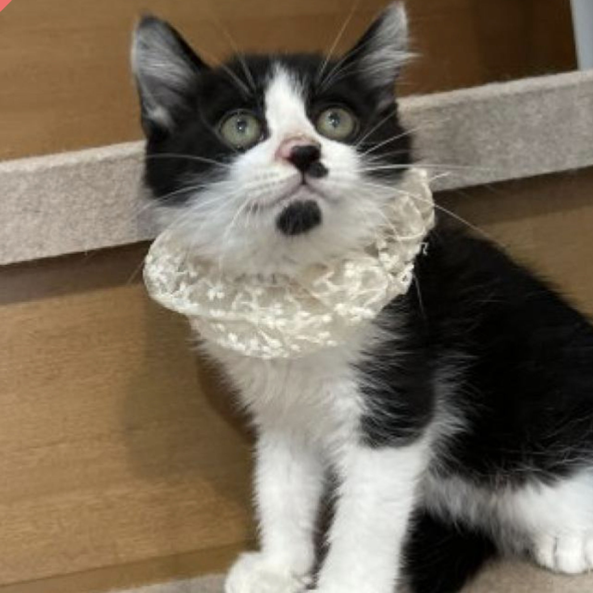 雑種（ミックス猫）・オスの里親募集の写真