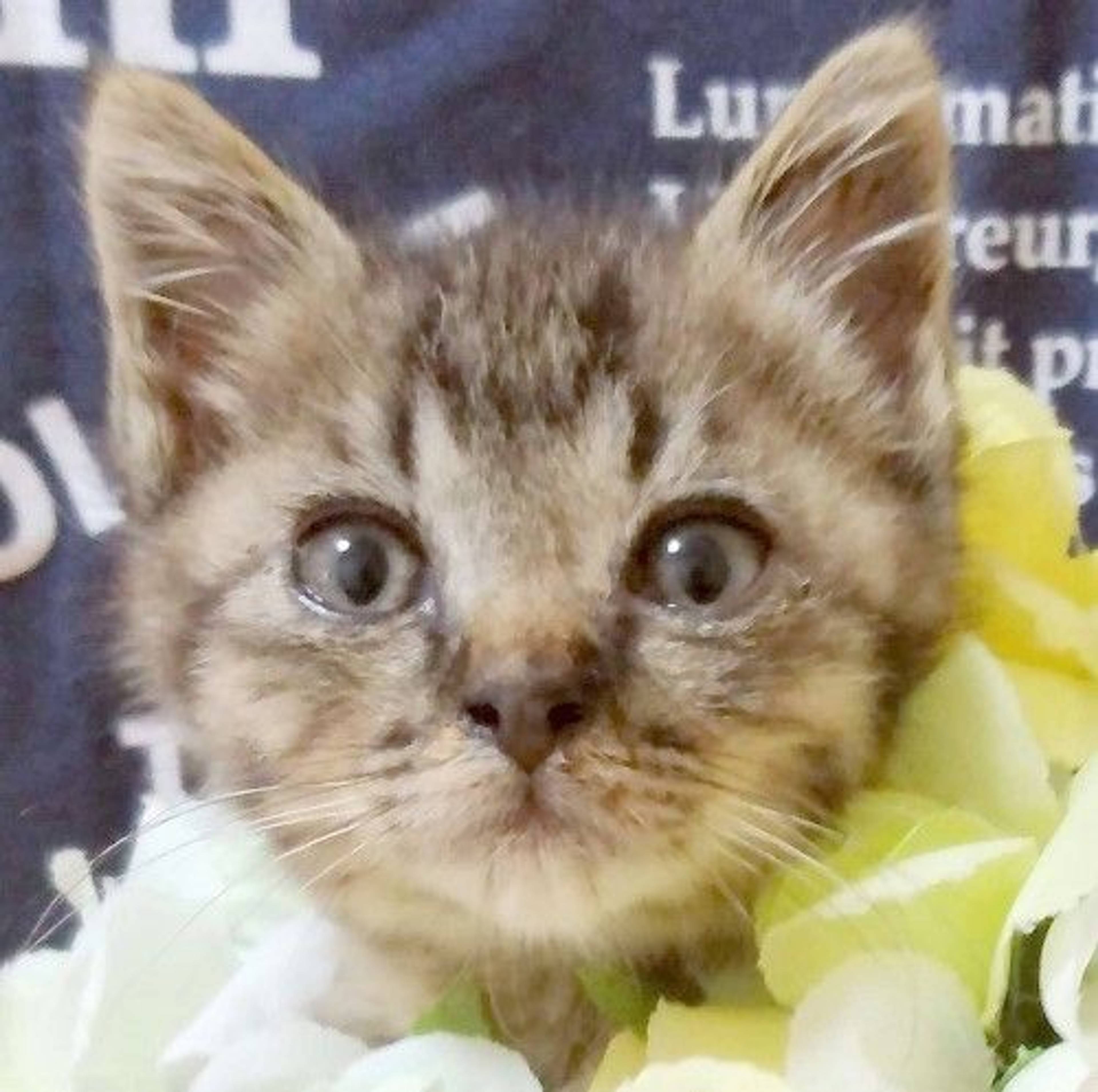雑種（ミックス猫）・オスの里親募集の写真