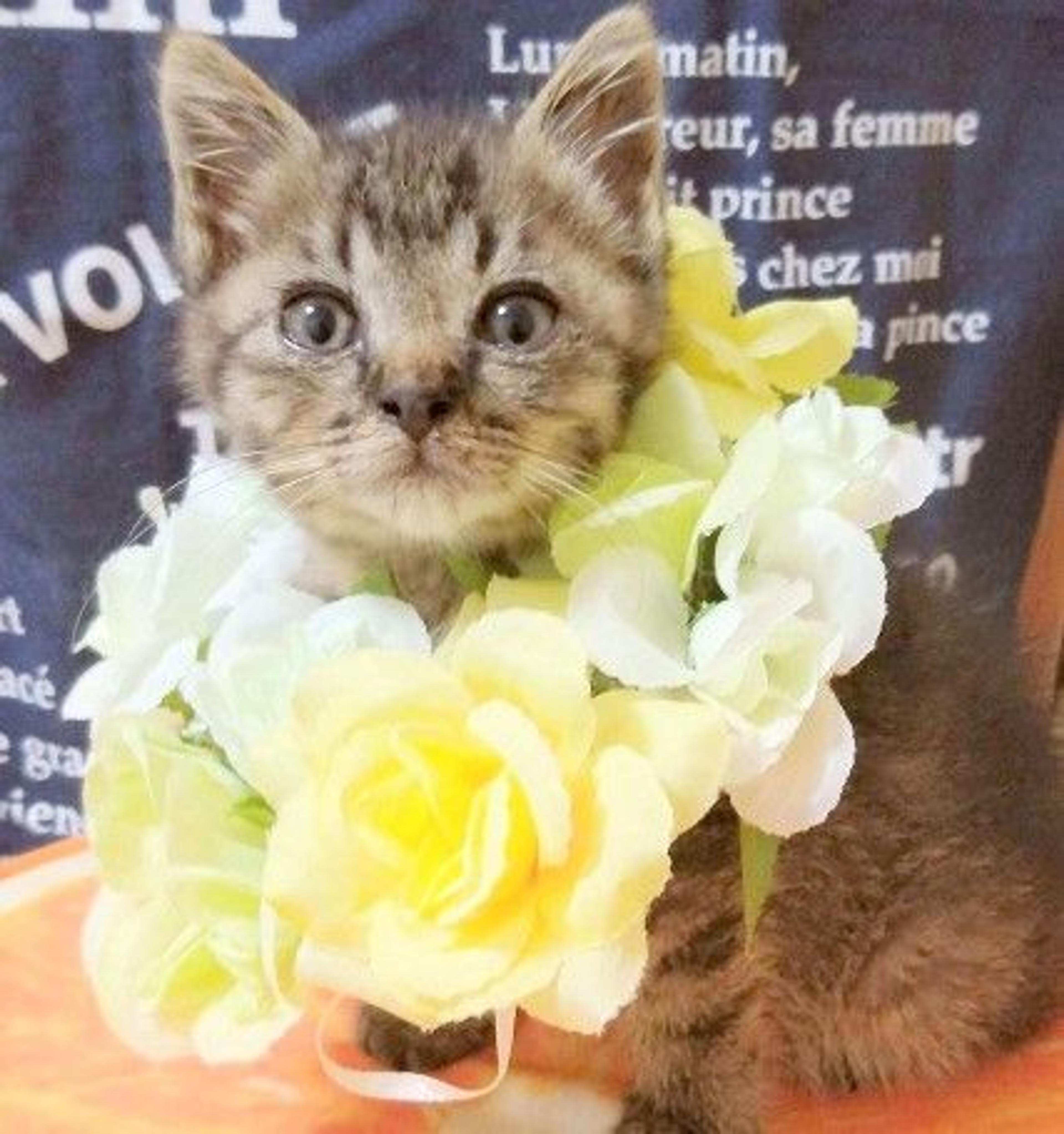 pet-image-3