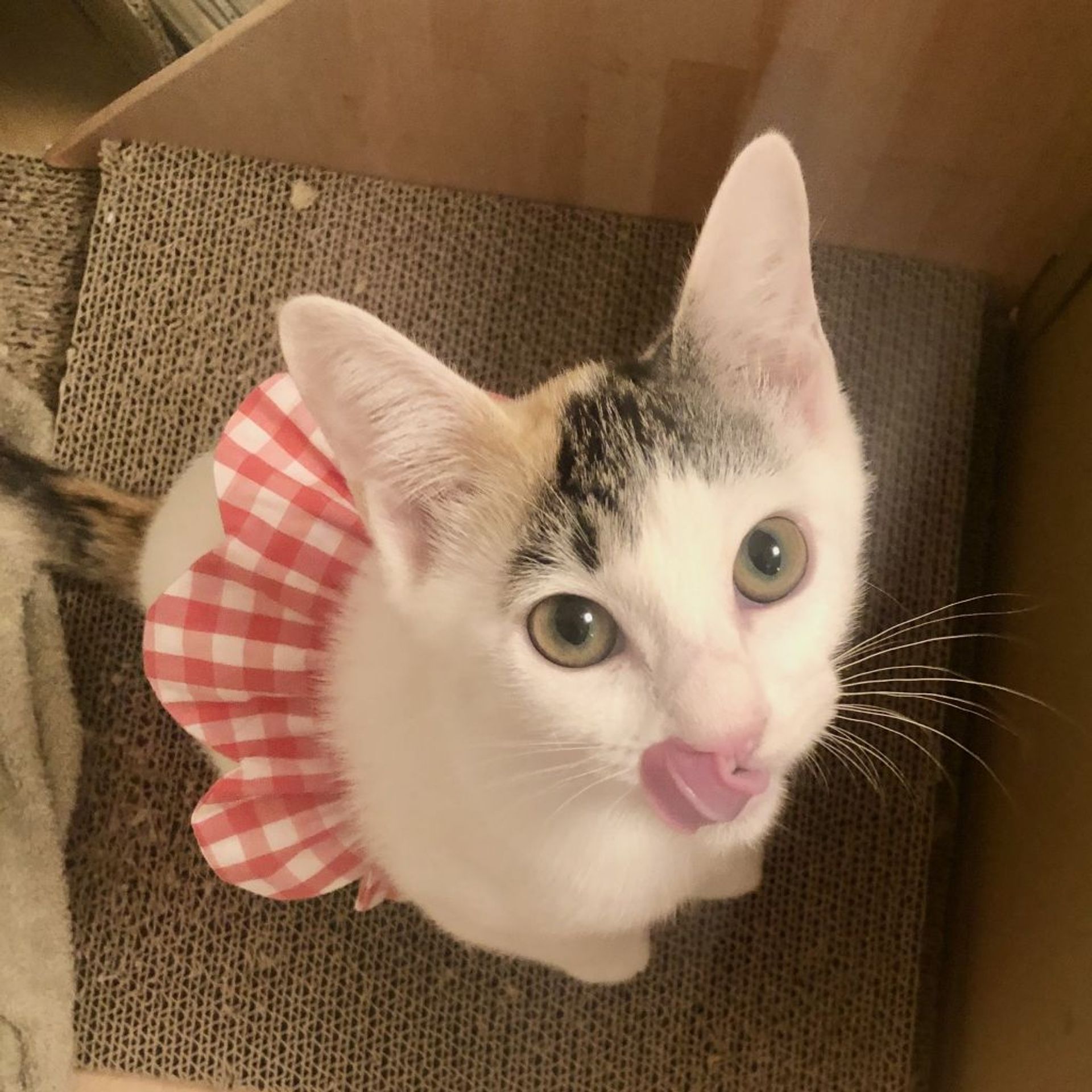 雑種（ミックス猫）・メスの里親募集の写真