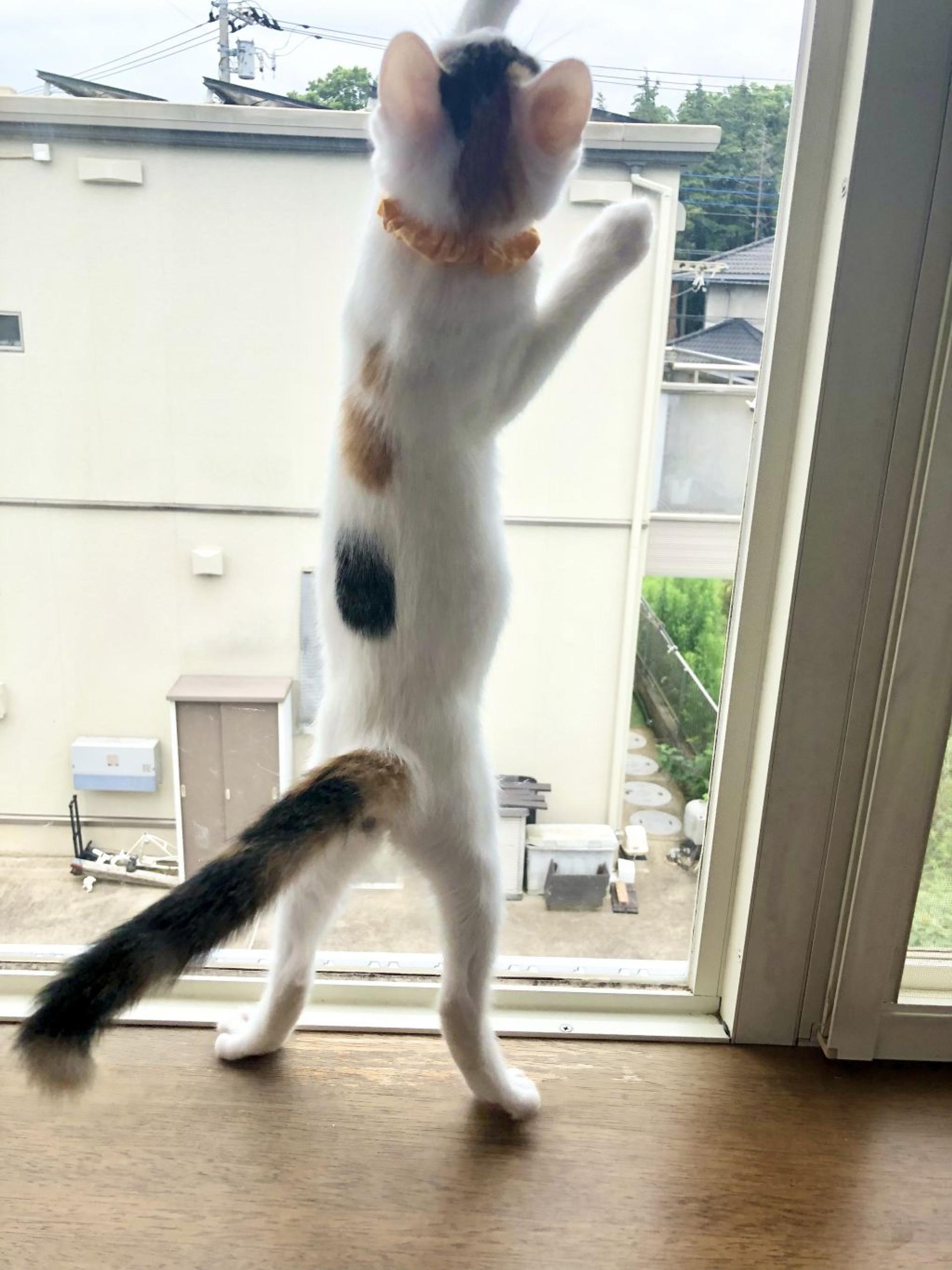 pet-image-5