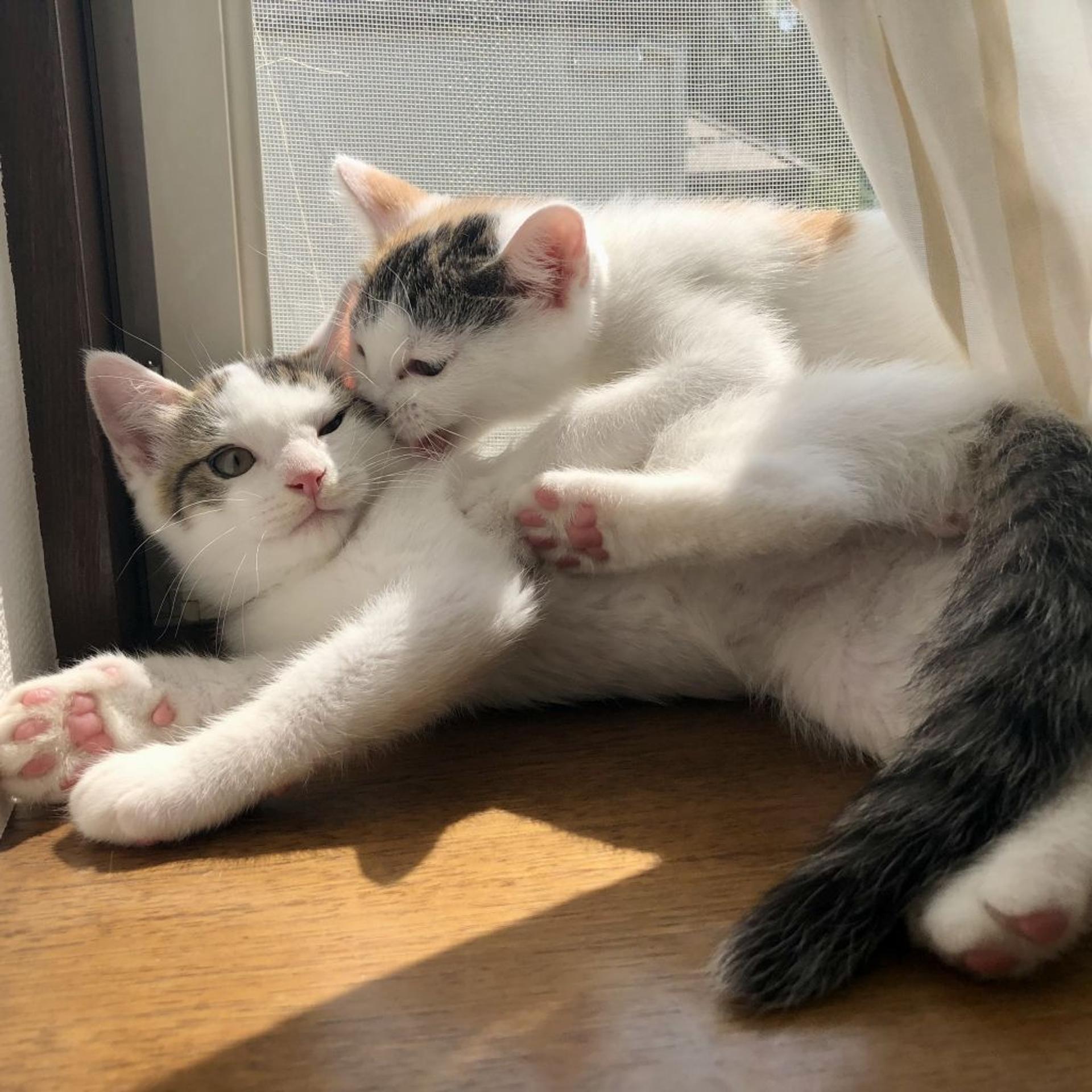 pet-image-6